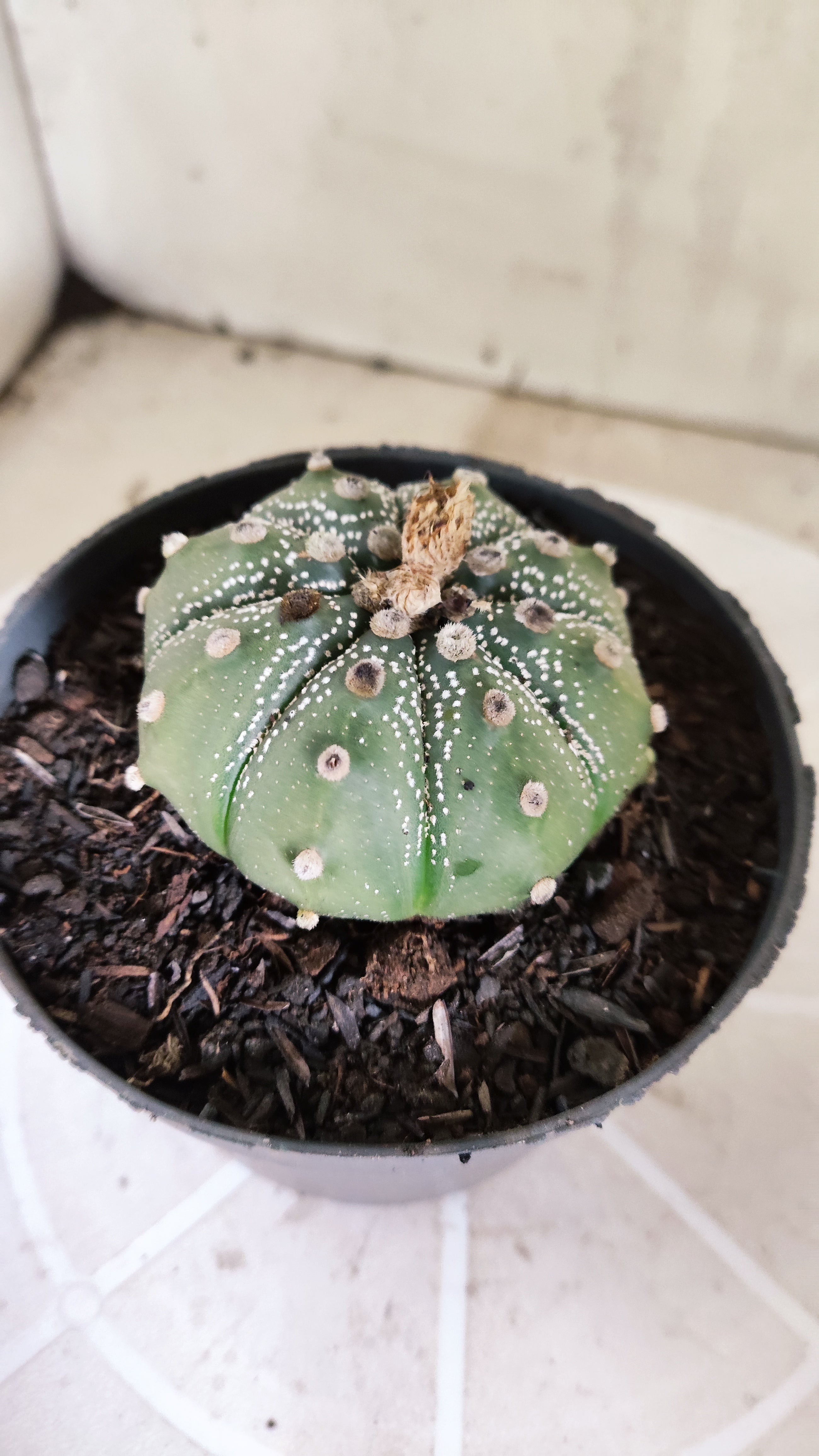 ASTROPHYTUM ASTERIAS SUPER KABUTO Nº 1413 – vaso 11