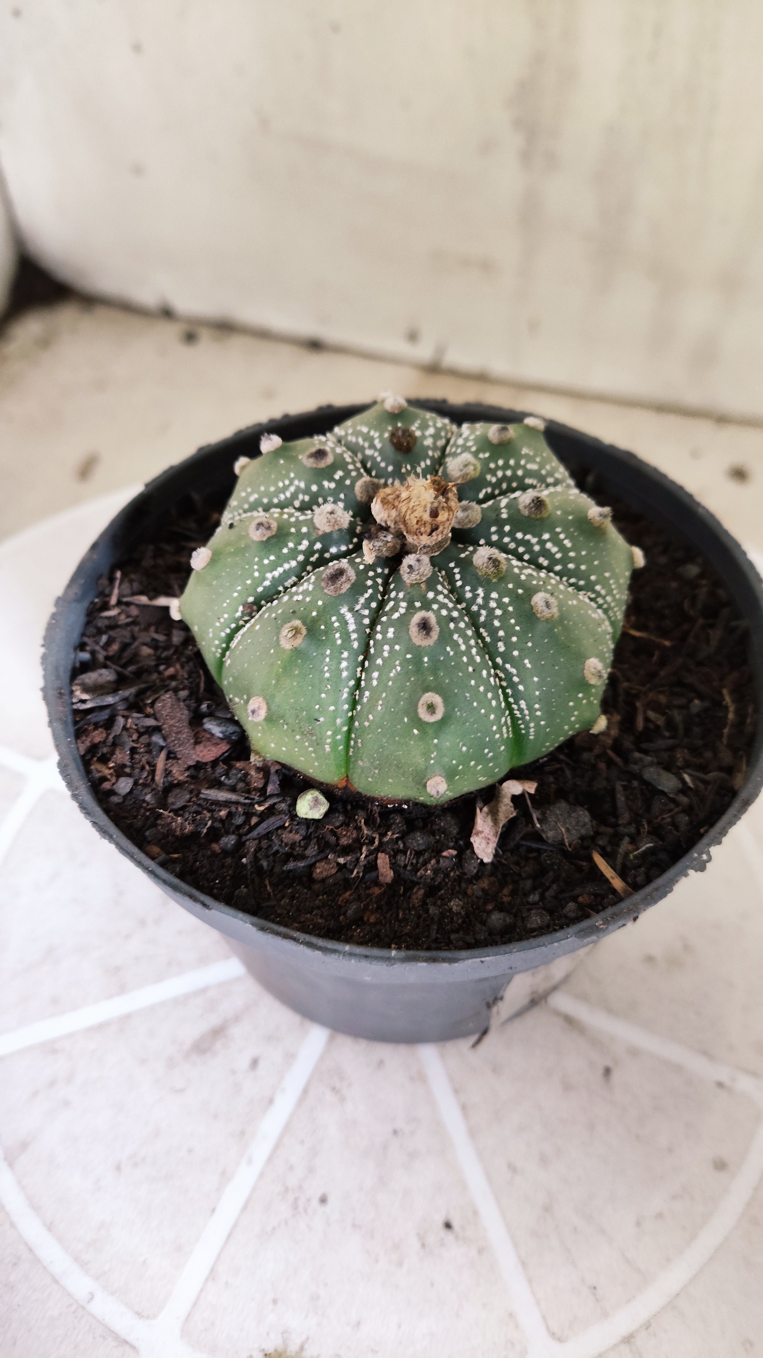 ASTROPHYTUM ASTERIAS SUPER KABUTO Nº 1413 – vaso 11