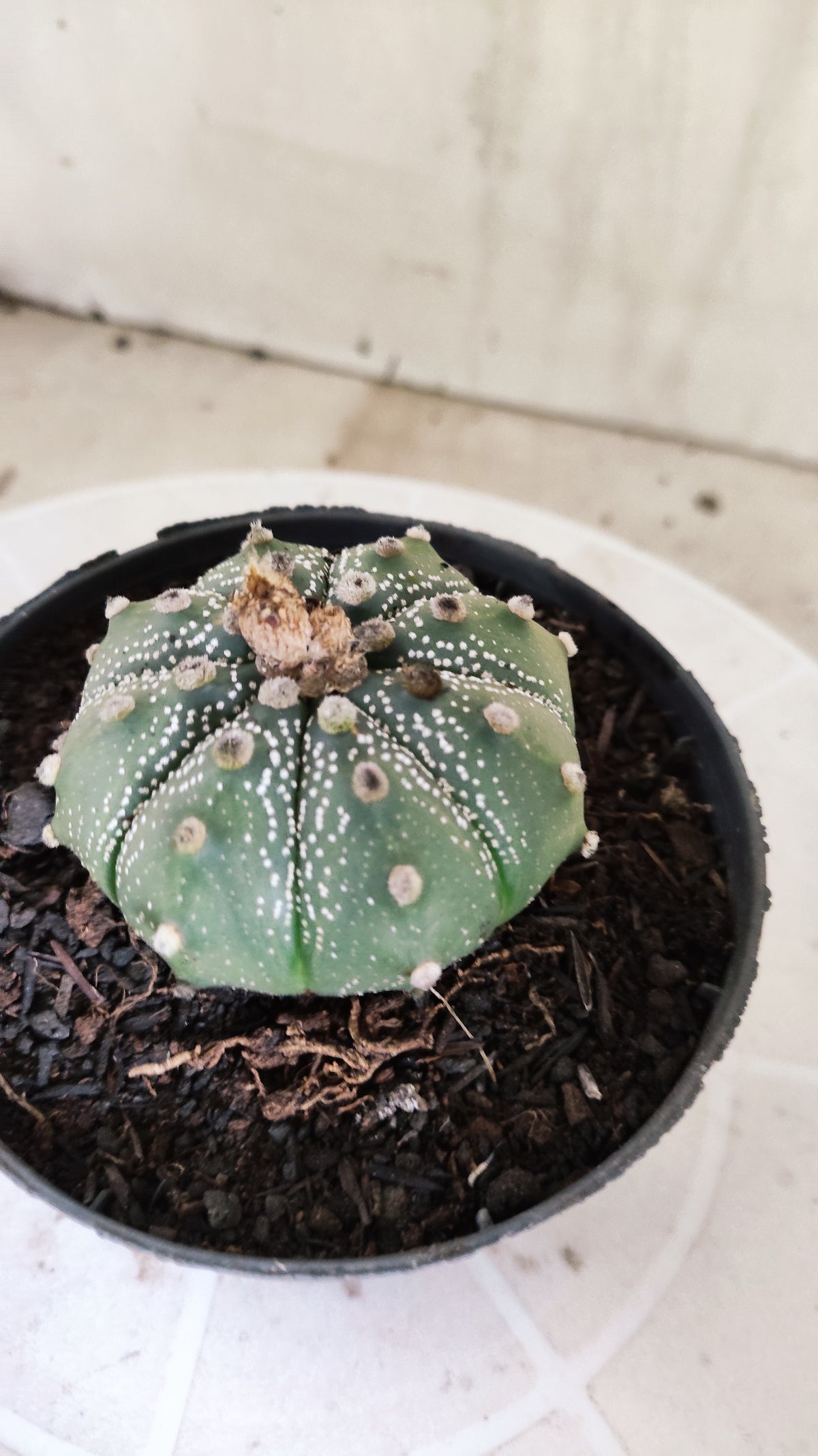 ASTROPHYTUM ASTERIAS SUPER KABUTO Nº 1413 – vaso 11