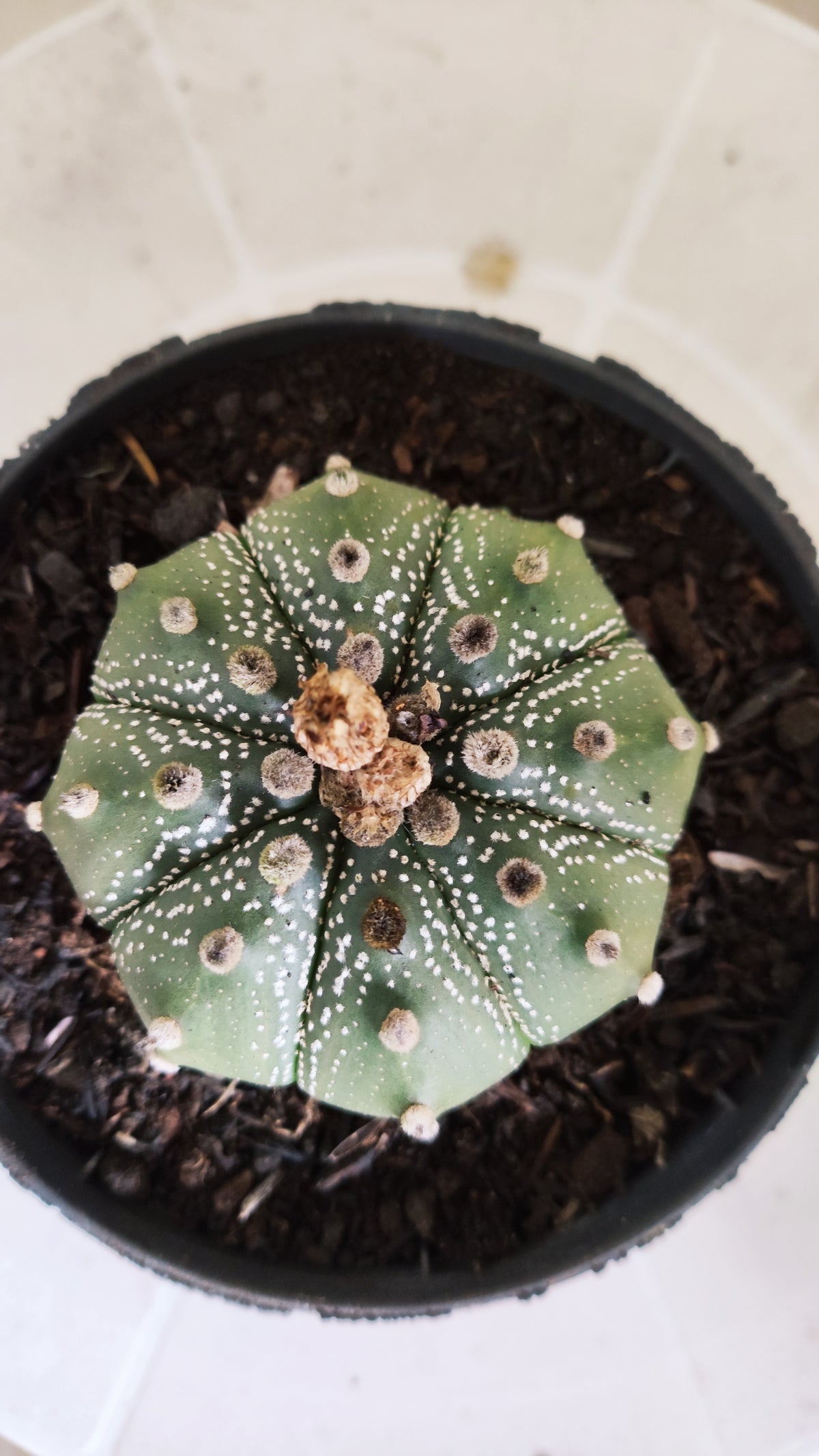 ASTROPHYTUM ASTERIAS SUPER KABUTO Nº 1413 – vaso 11