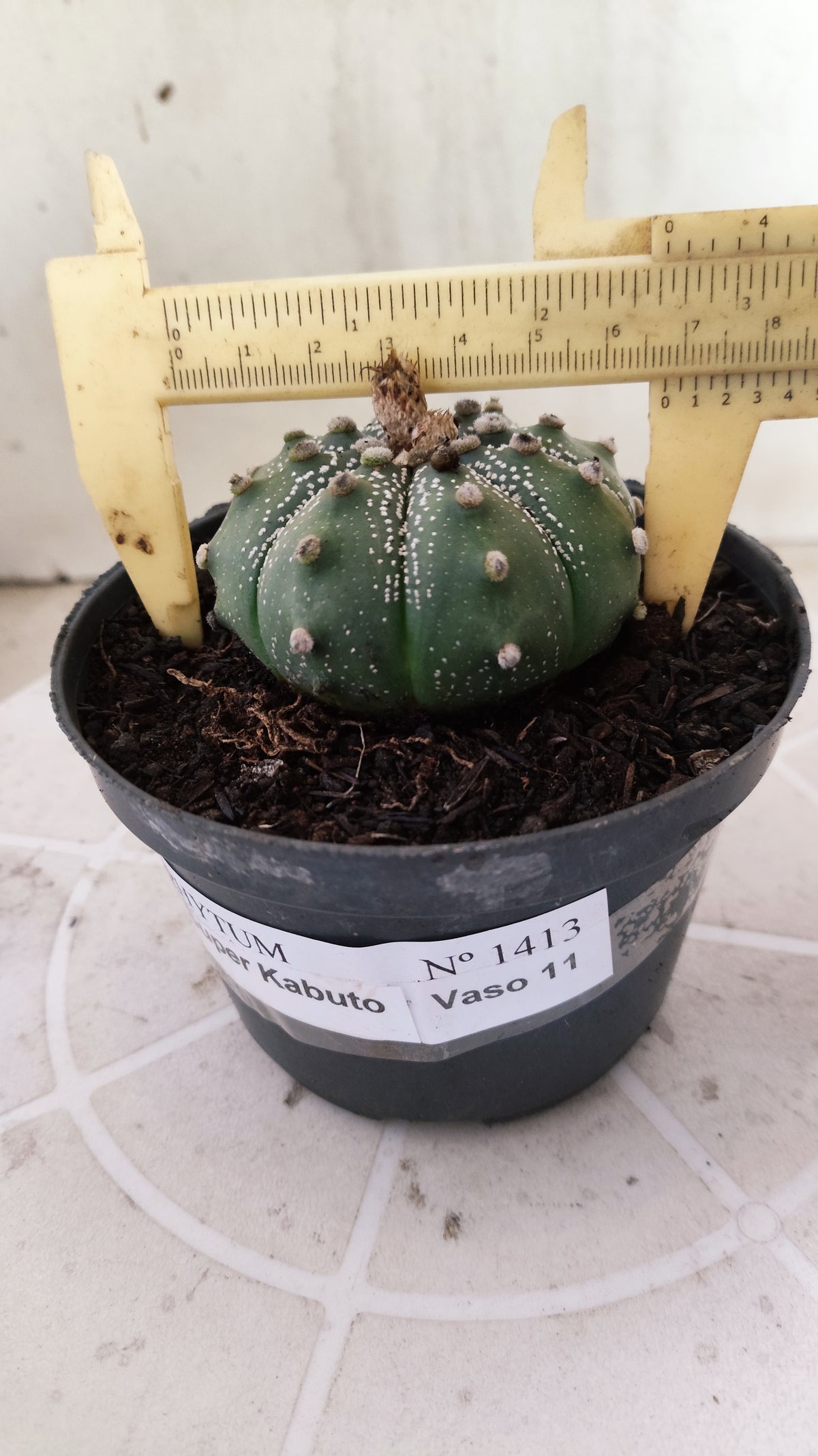 ASTROPHYTUM ASTERIAS SUPER KABUTO Nº 1413 – vaso 11