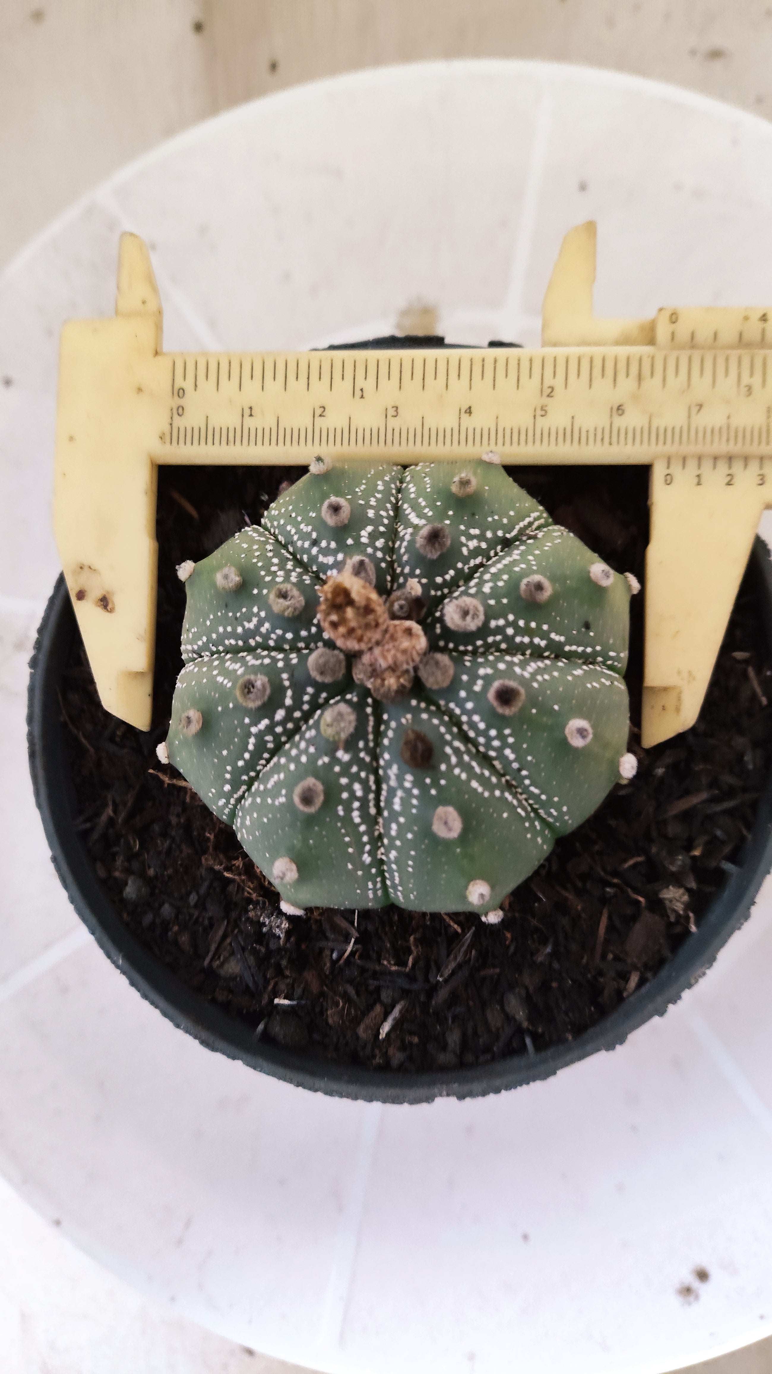 ASTROPHYTUM ASTERIAS SUPER KABUTO Nº 1413 – vaso 11