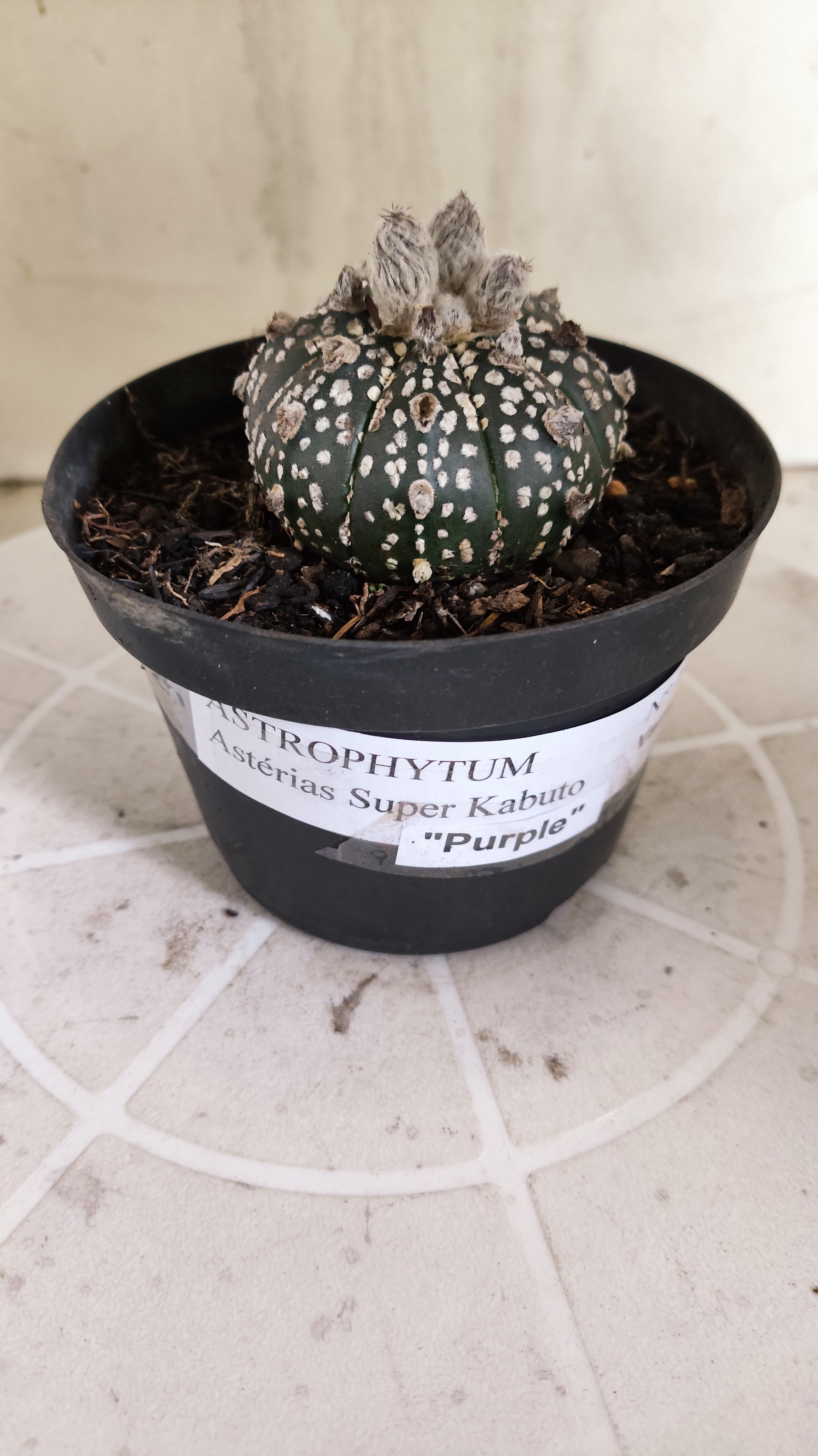 ASTROPHYTUM ASTERIAS SUPER KABUTO "Purple" Nº 1418 – vaso 11