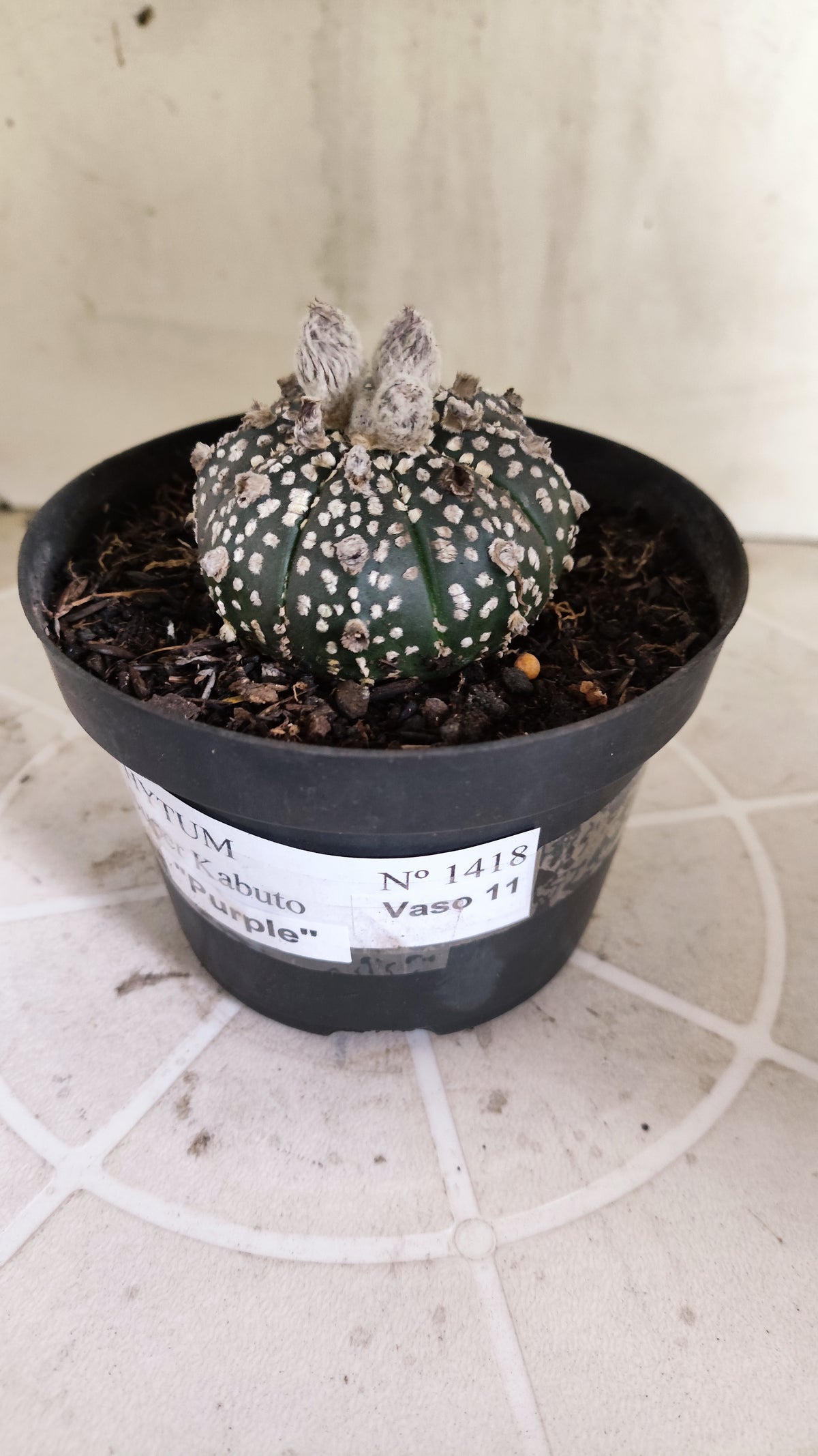 ASTROPHYTUM ASTERIAS SUPER KABUTO "Purple" Nº 1418 – vaso 11