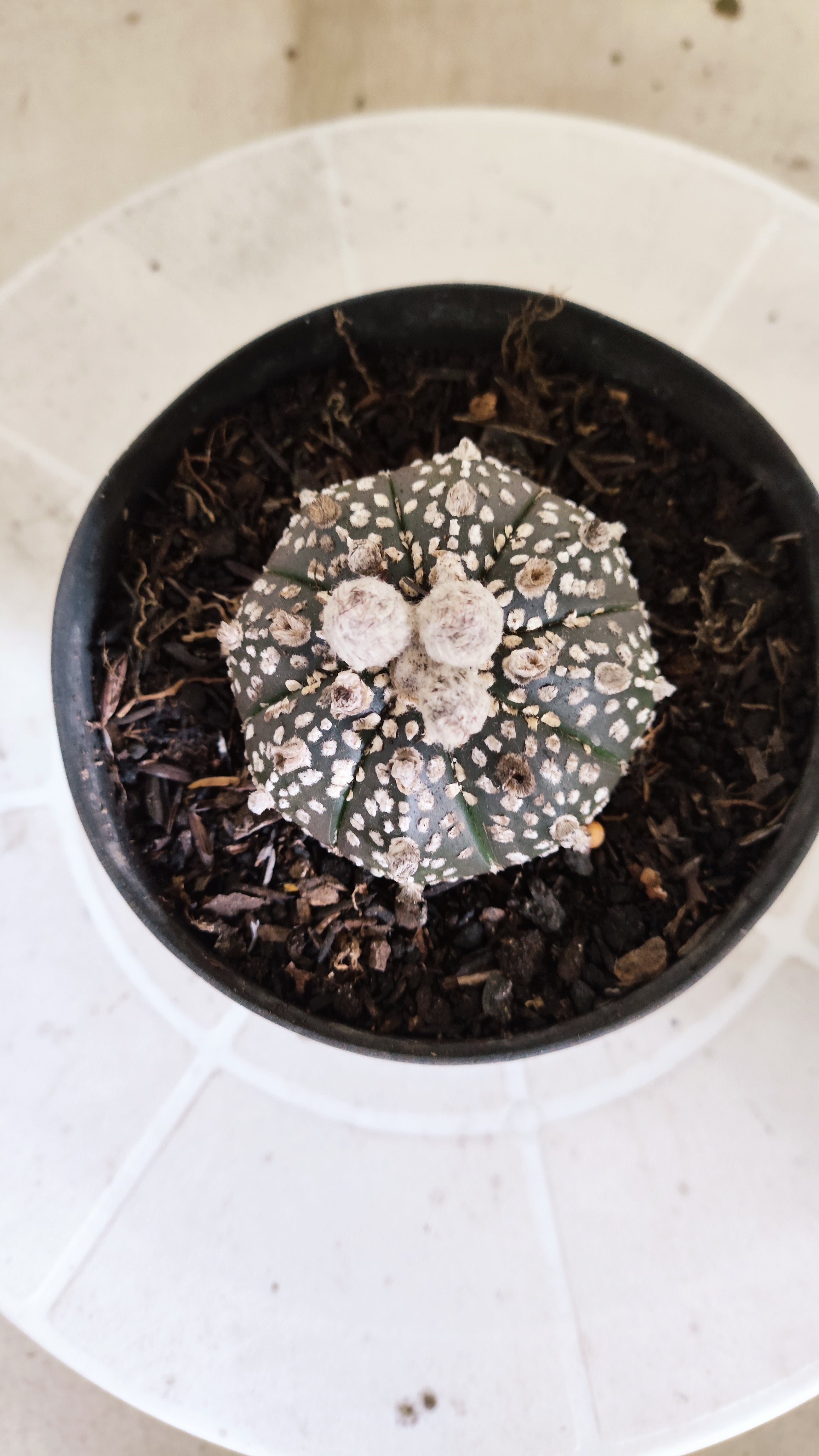 ASTROPHYTUM ASTERIAS SUPER KABUTO "Purple" Nº 1418 – vaso 11