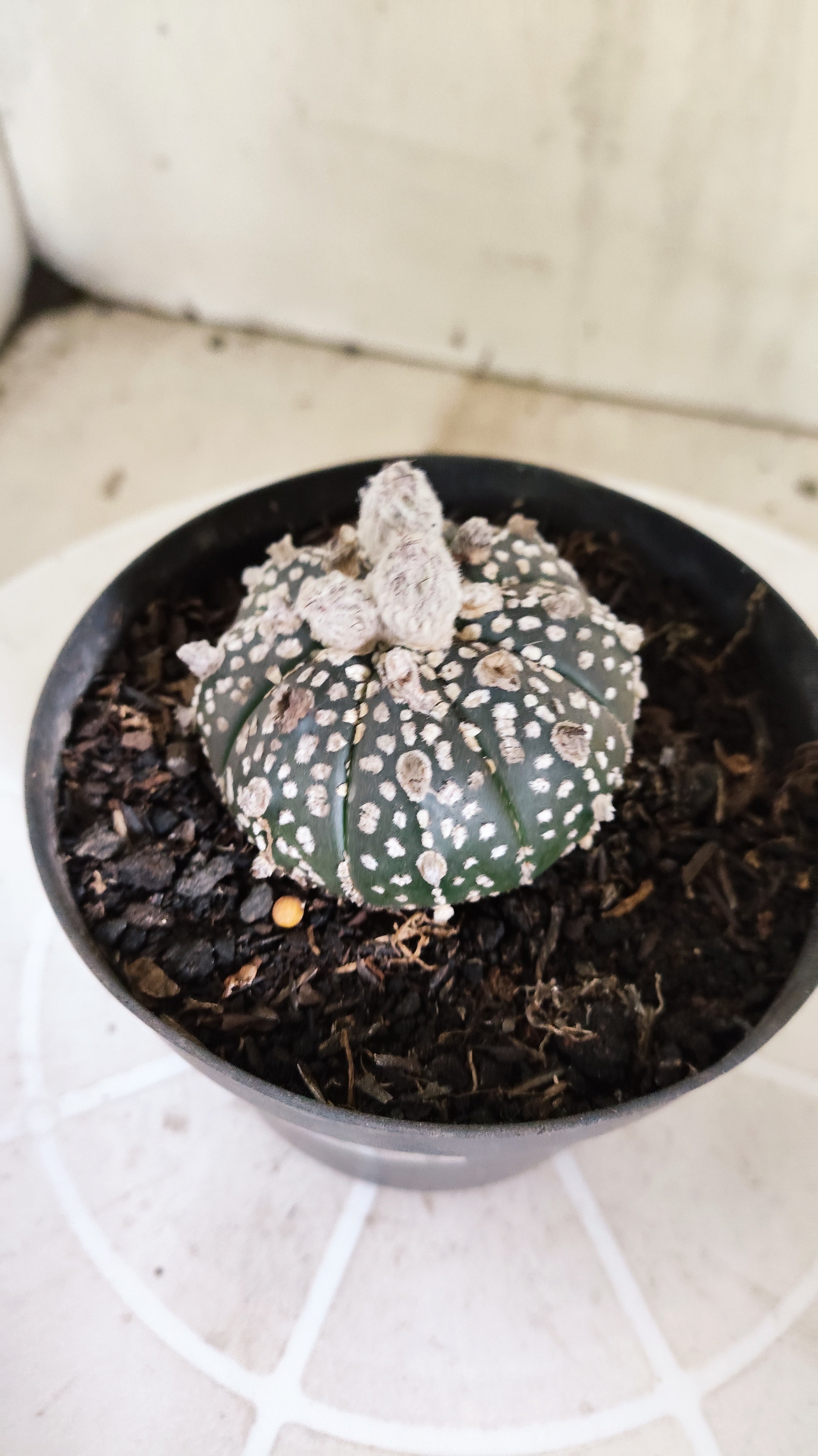 ASTROPHYTUM ASTERIAS SUPER KABUTO "Purple" Nº 1418 – vaso 11