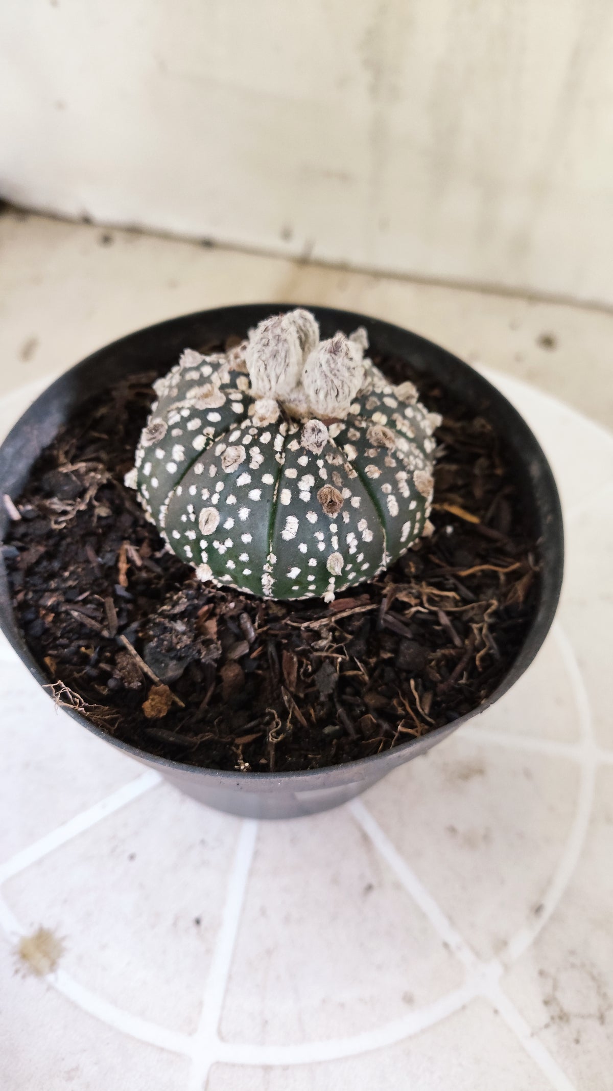 ASTROPHYTUM ASTERIAS SUPER KABUTO "Purple" Nº 1418 – vaso 11