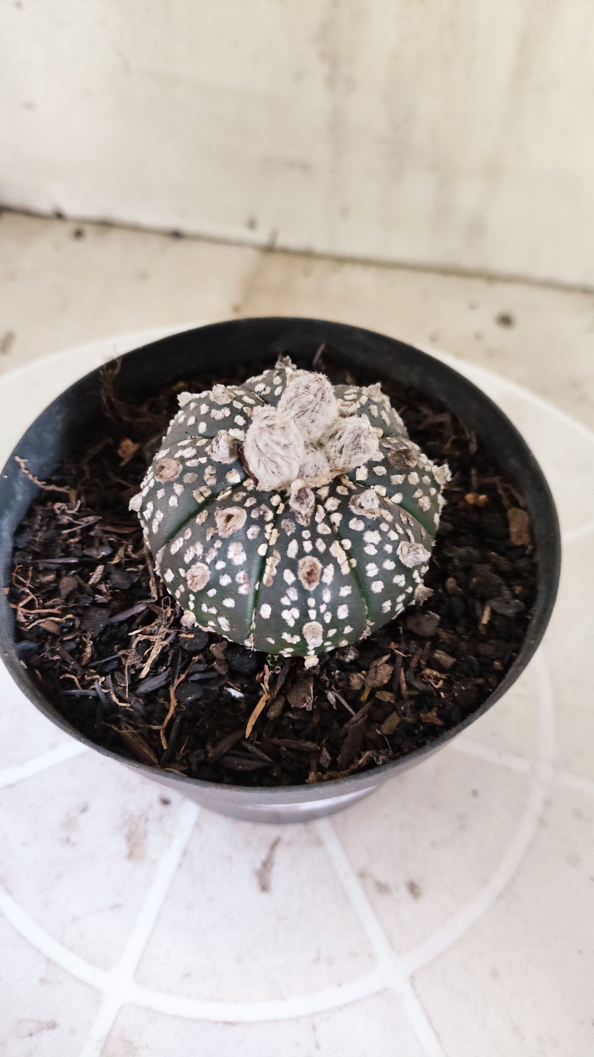 ASTROPHYTUM ASTERIAS SUPER KABUTO "Purple" Nº 1418 – vaso 11