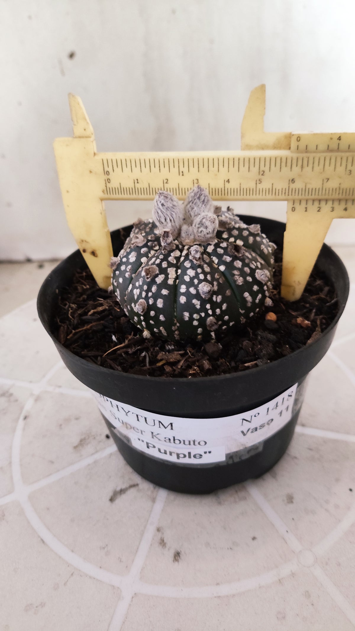 ASTROPHYTUM ASTERIAS SUPER KABUTO "Purple" Nº 1418 – vaso 11