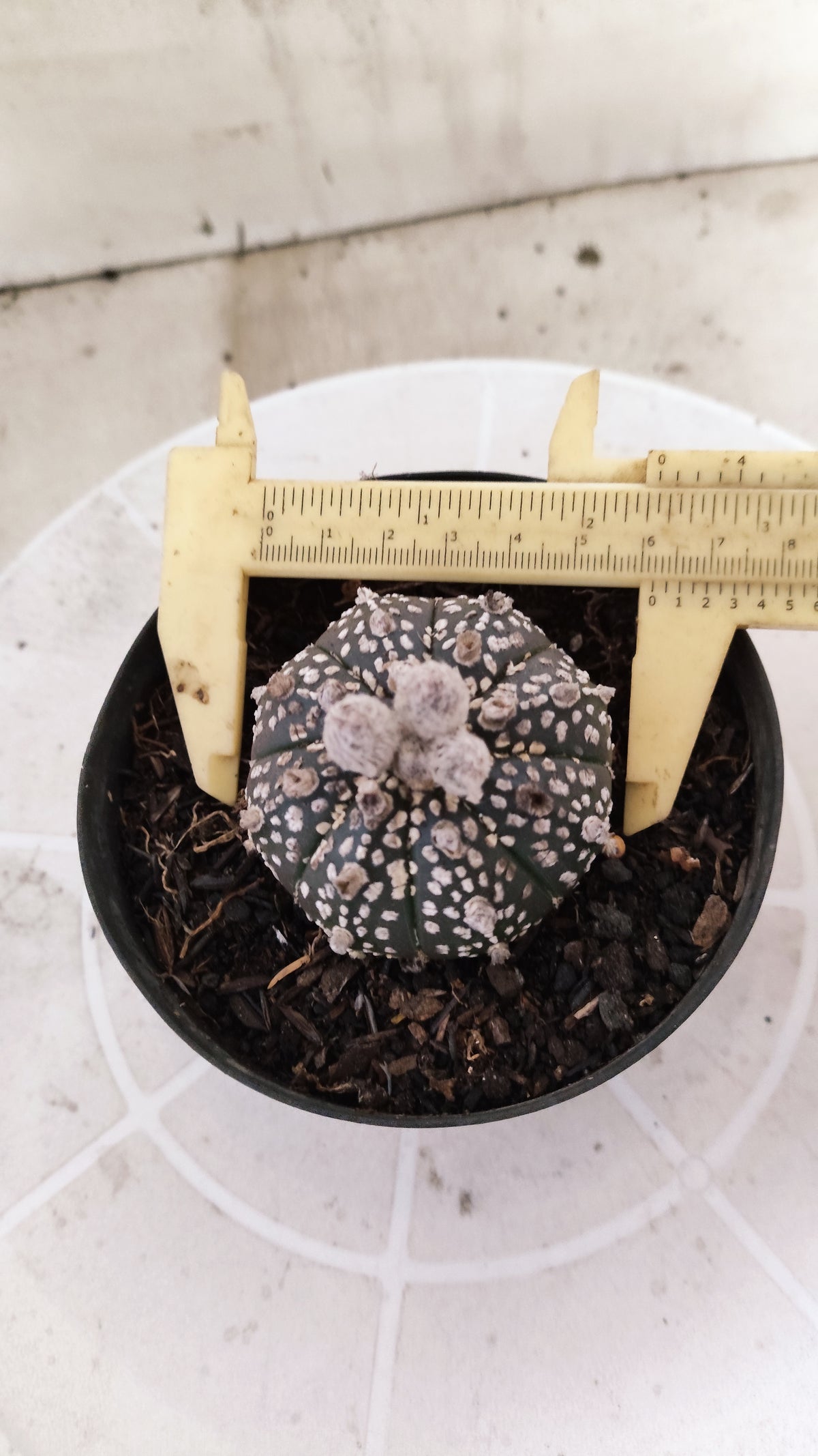 ASTROPHYTUM ASTERIAS SUPER KABUTO "Purple" Nº 1418 – vaso 11