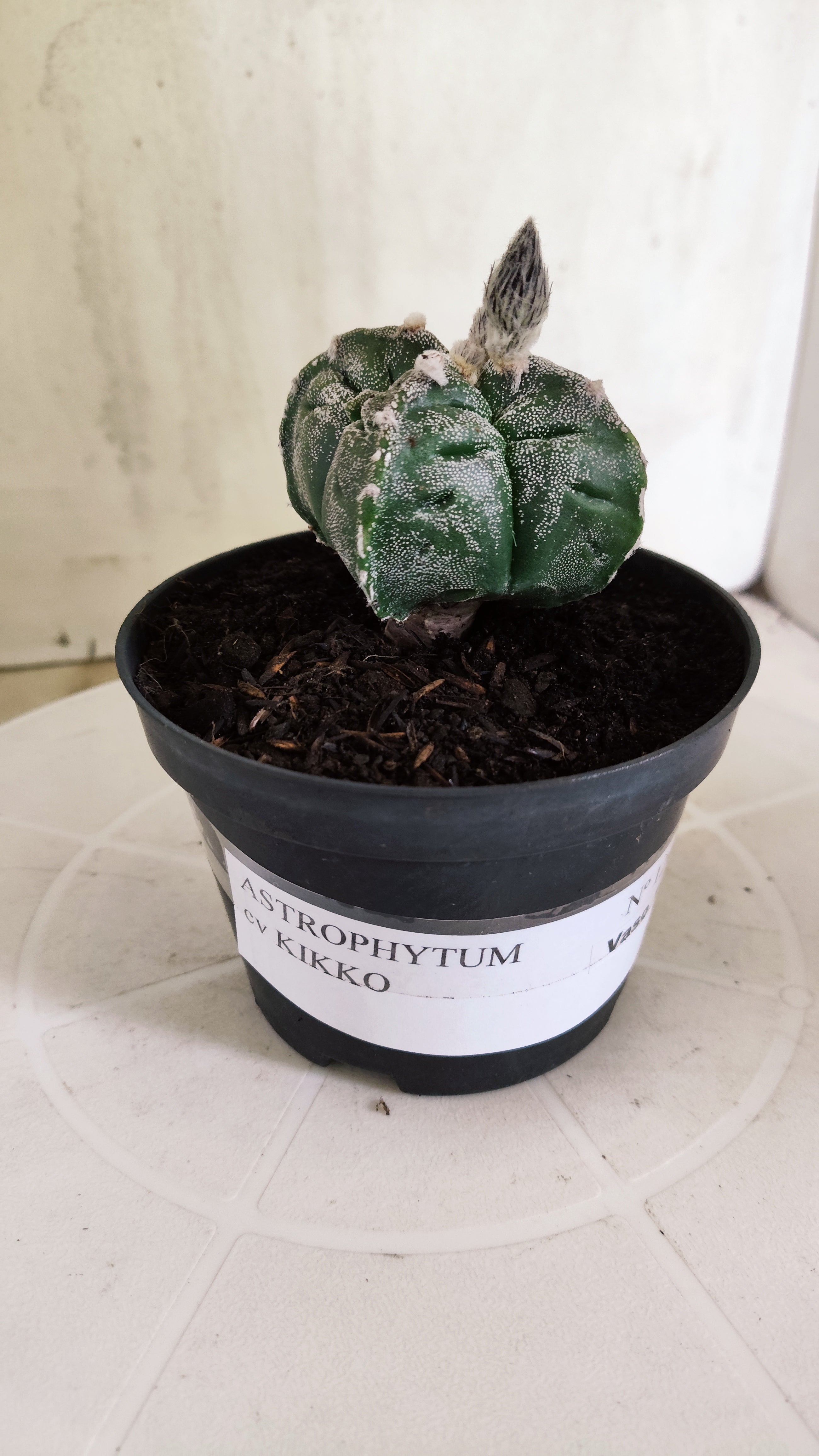 ASTROPHYTUM cv KIKKO "4 quinas" Nº 1262 – vaso 11