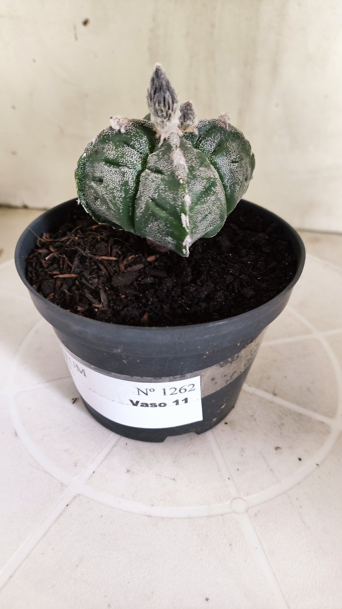 ASTROPHYTUM cv KIKKO "4 quinas" Nº 1262 – vaso 11