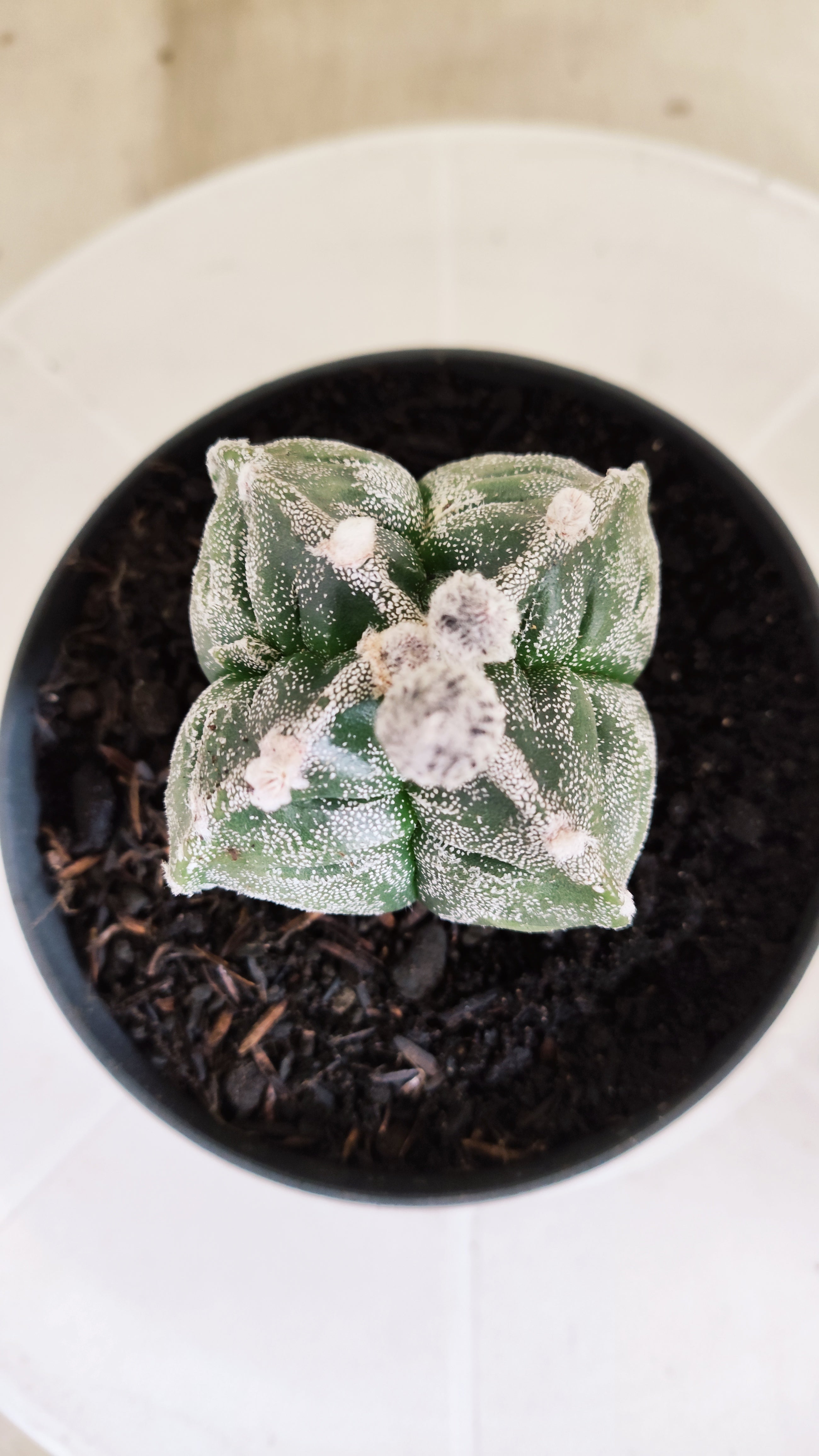 ASTROPHYTUM cv KIKKO "4 quinas" Nº 1262 – vaso 11