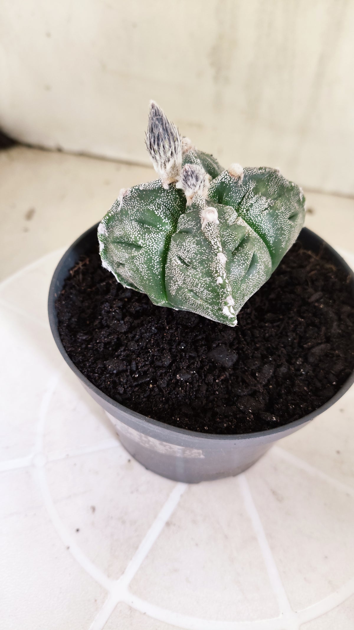 ASTROPHYTUM cv KIKKO "4 quinas" Nº 1262 – vaso 11