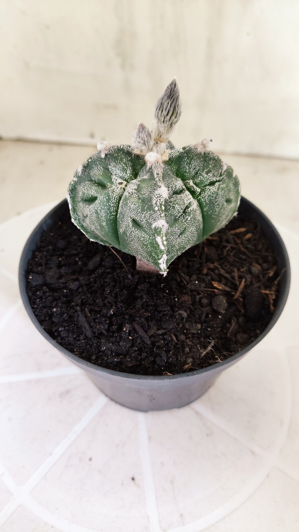 ASTROPHYTUM cv KIKKO "4 quinas" Nº 1262 – vaso 11