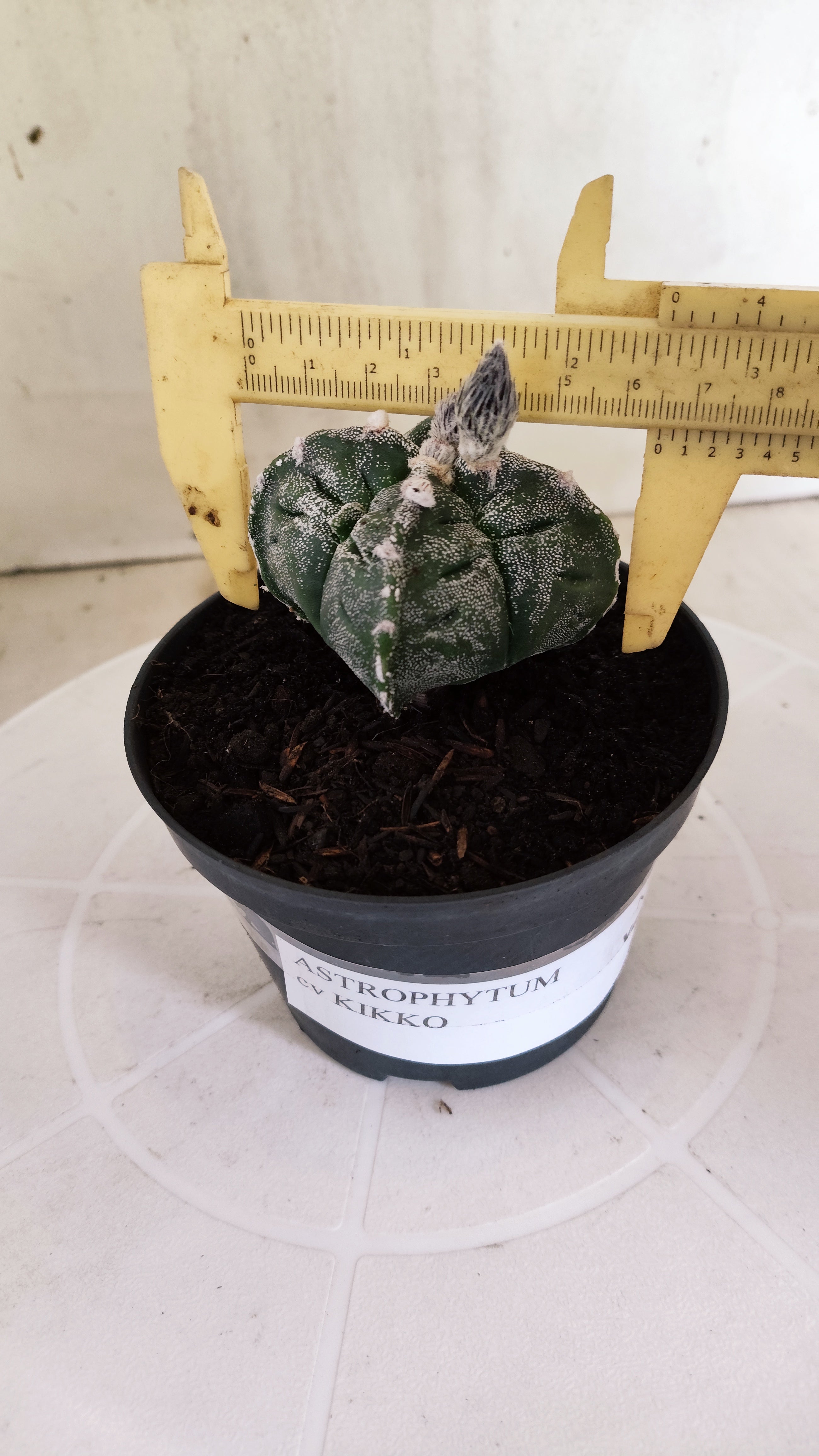 ASTROPHYTUM cv KIKKO "4 quinas" Nº 1262 – vaso 11