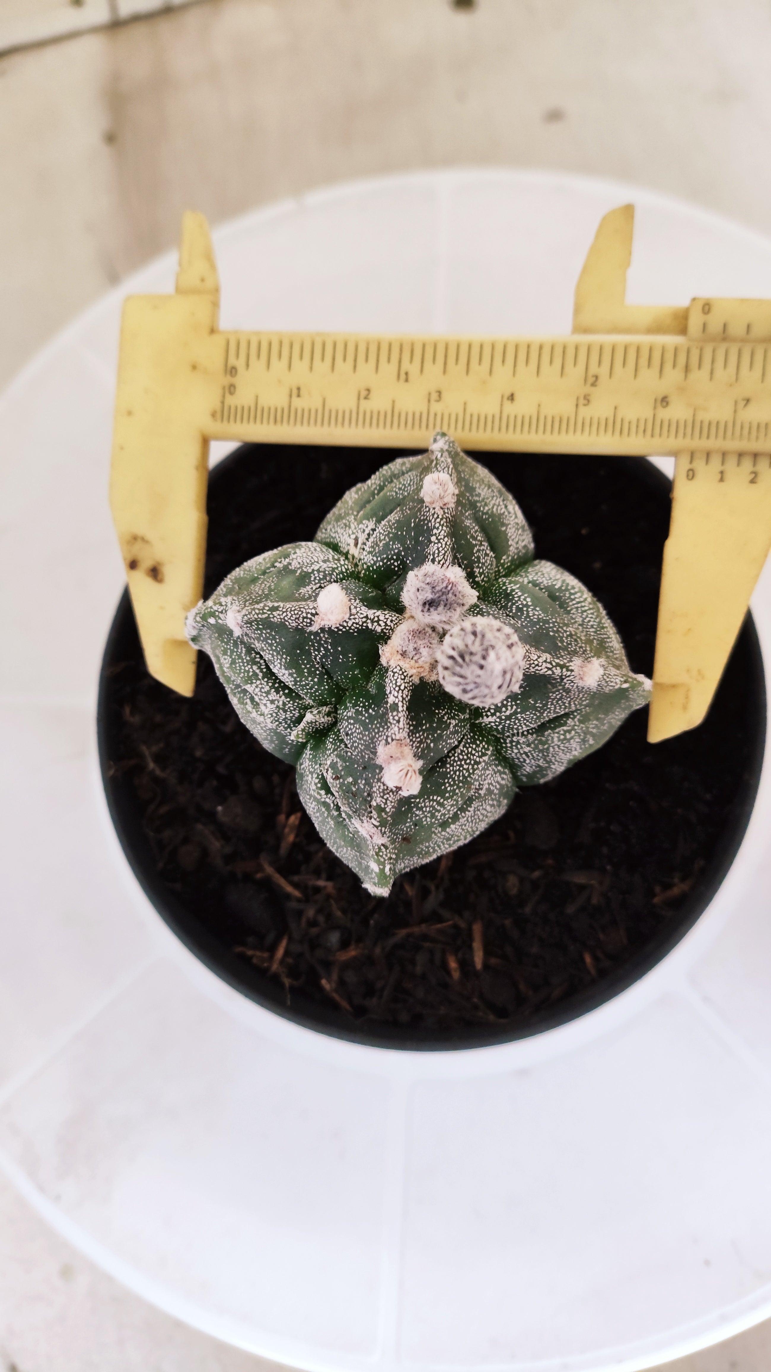 ASTROPHYTUM cv KIKKO "4 quinas" Nº 1262 – vaso 11