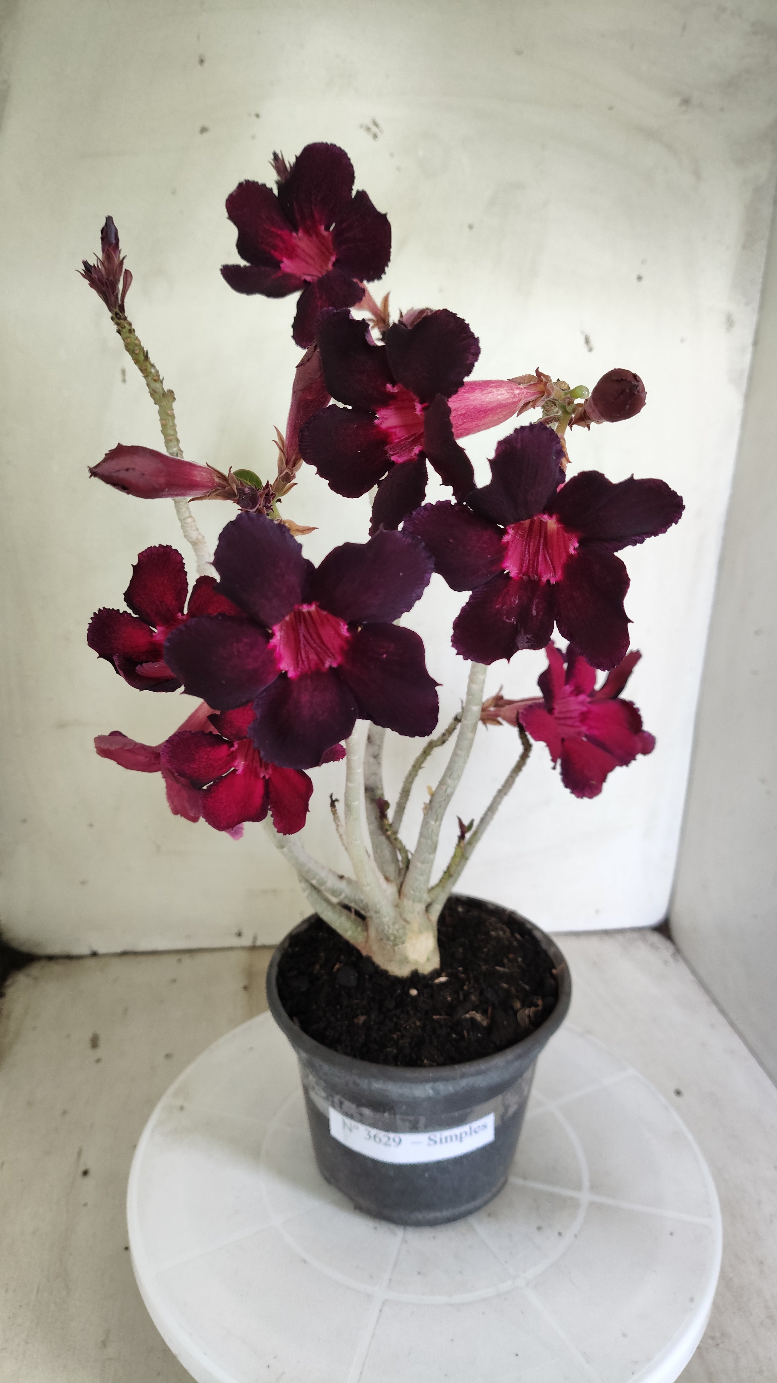 Planta Simples 3629 – 30cm – 02 anos - vaso 15