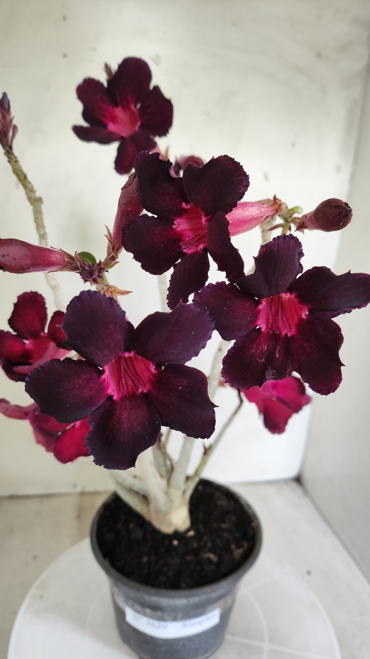 Planta Simples 3629 – 30cm – 02 anos - vaso 15