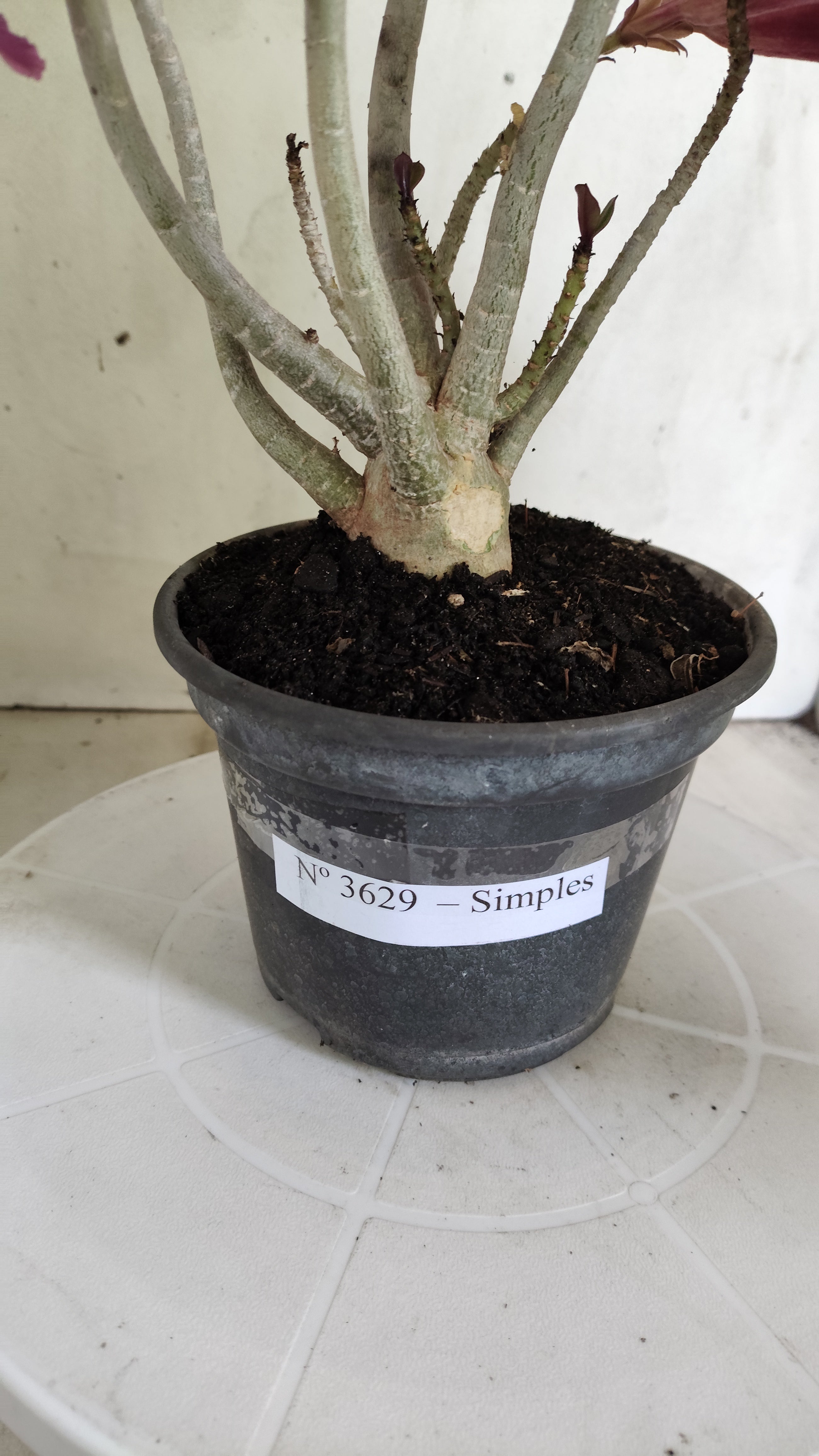 Planta Simples 3629 – 30cm – 02 anos - vaso 15