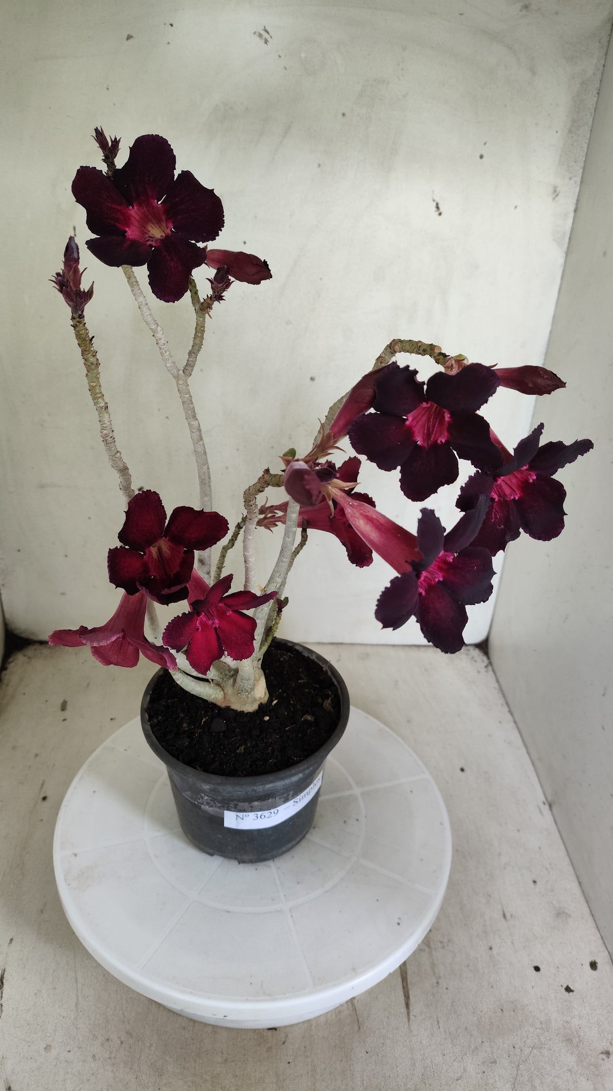 Planta Simples 3629 – 30cm – 02 anos - vaso 15