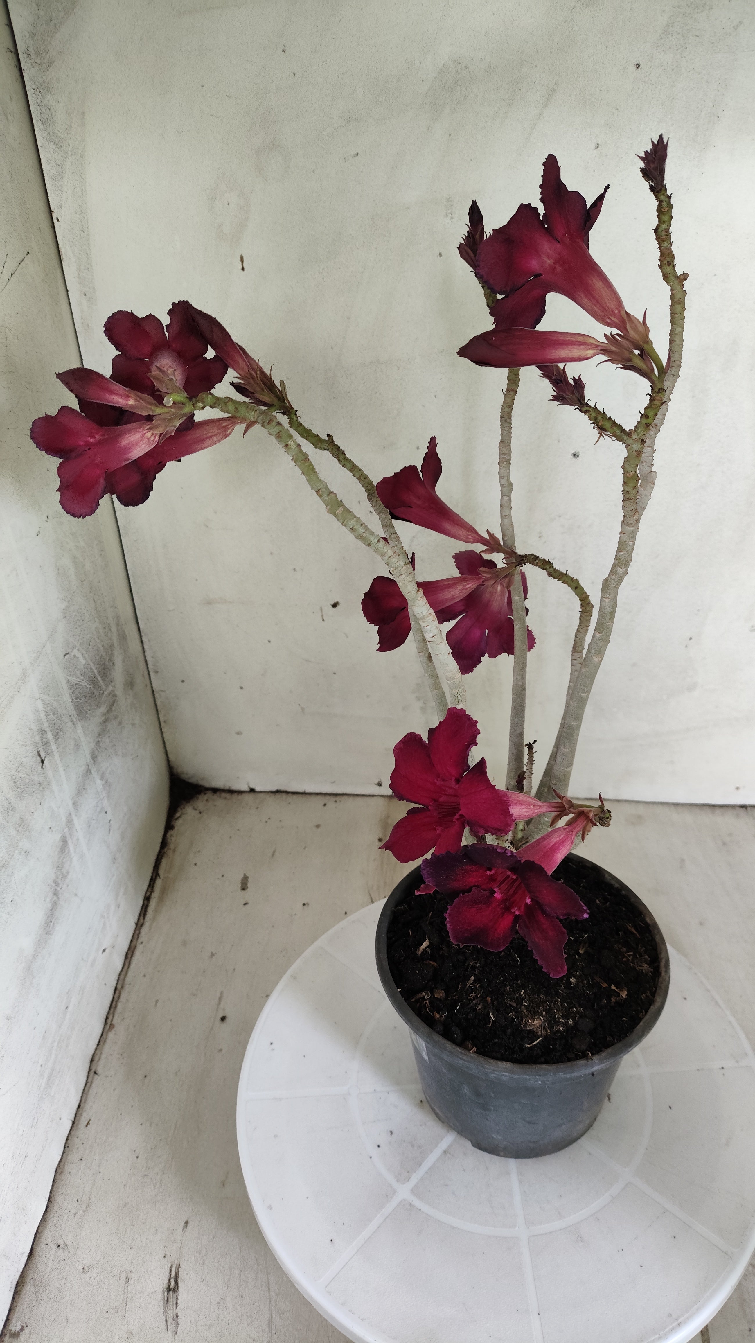 Planta Simples 3629 – 30cm – 02 anos - vaso 15