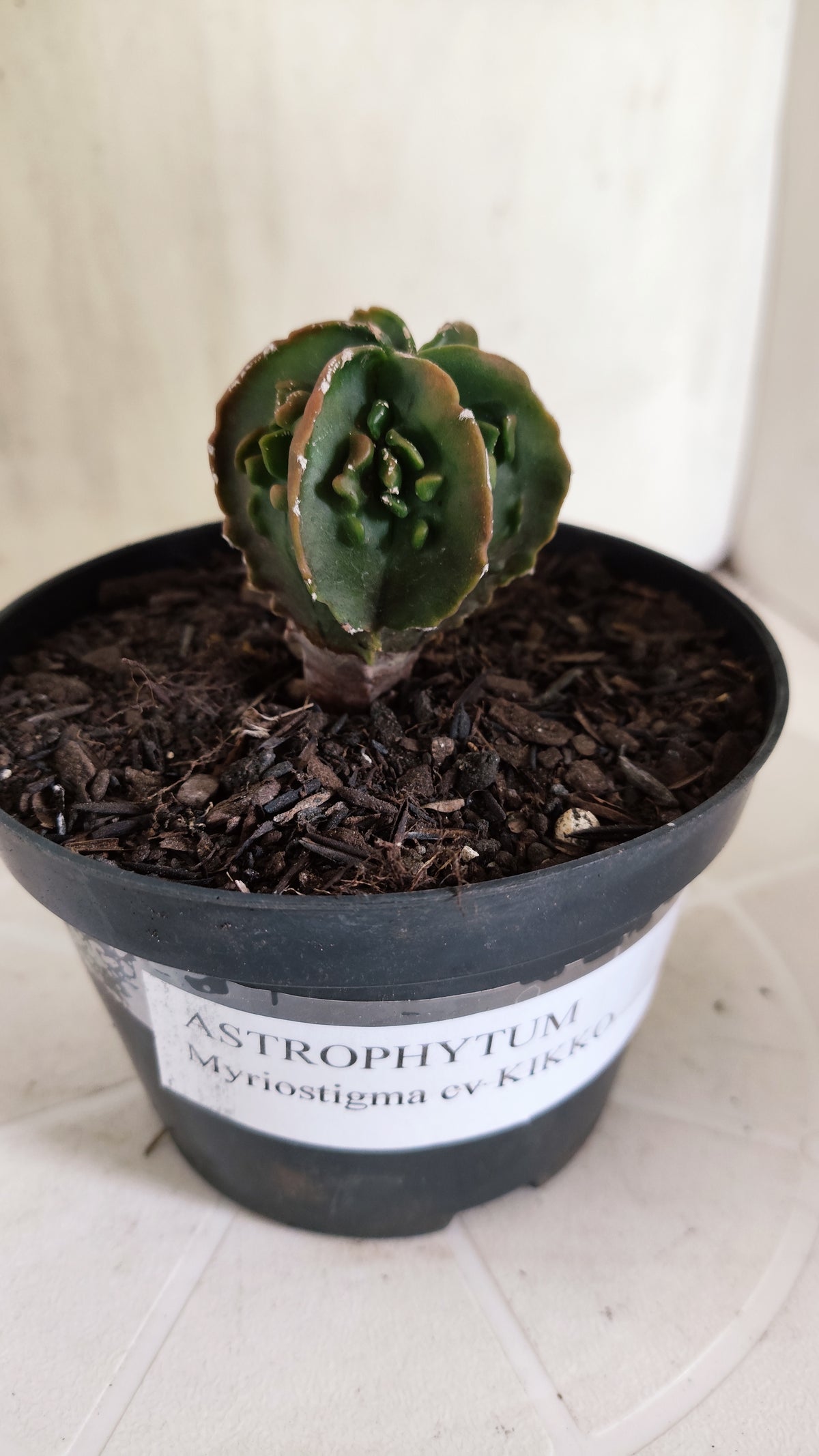ASTROPHYTUM Myriostigma FUKURYU  Nº 1694 – vaso 11