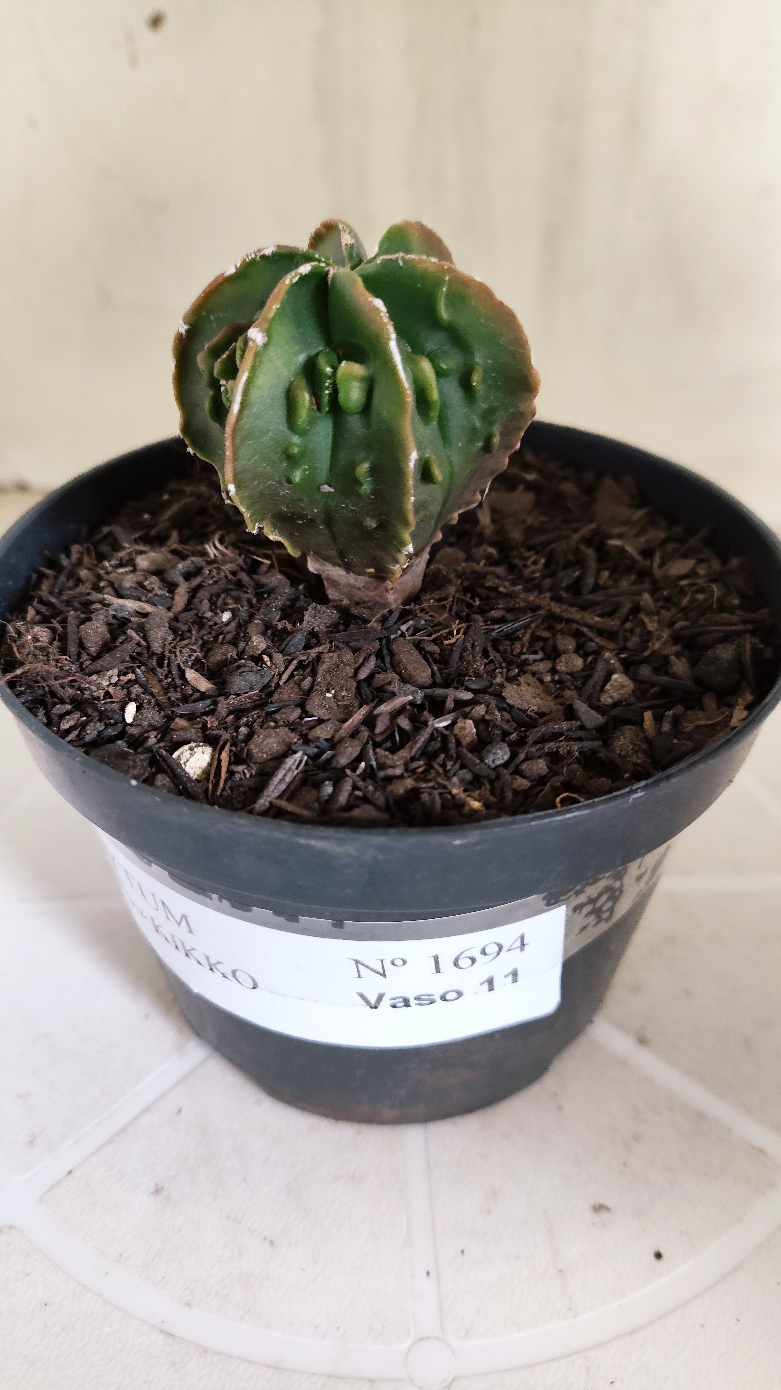 ASTROPHYTUM Myriostigma FUKURYU  Nº 1694 – vaso 11