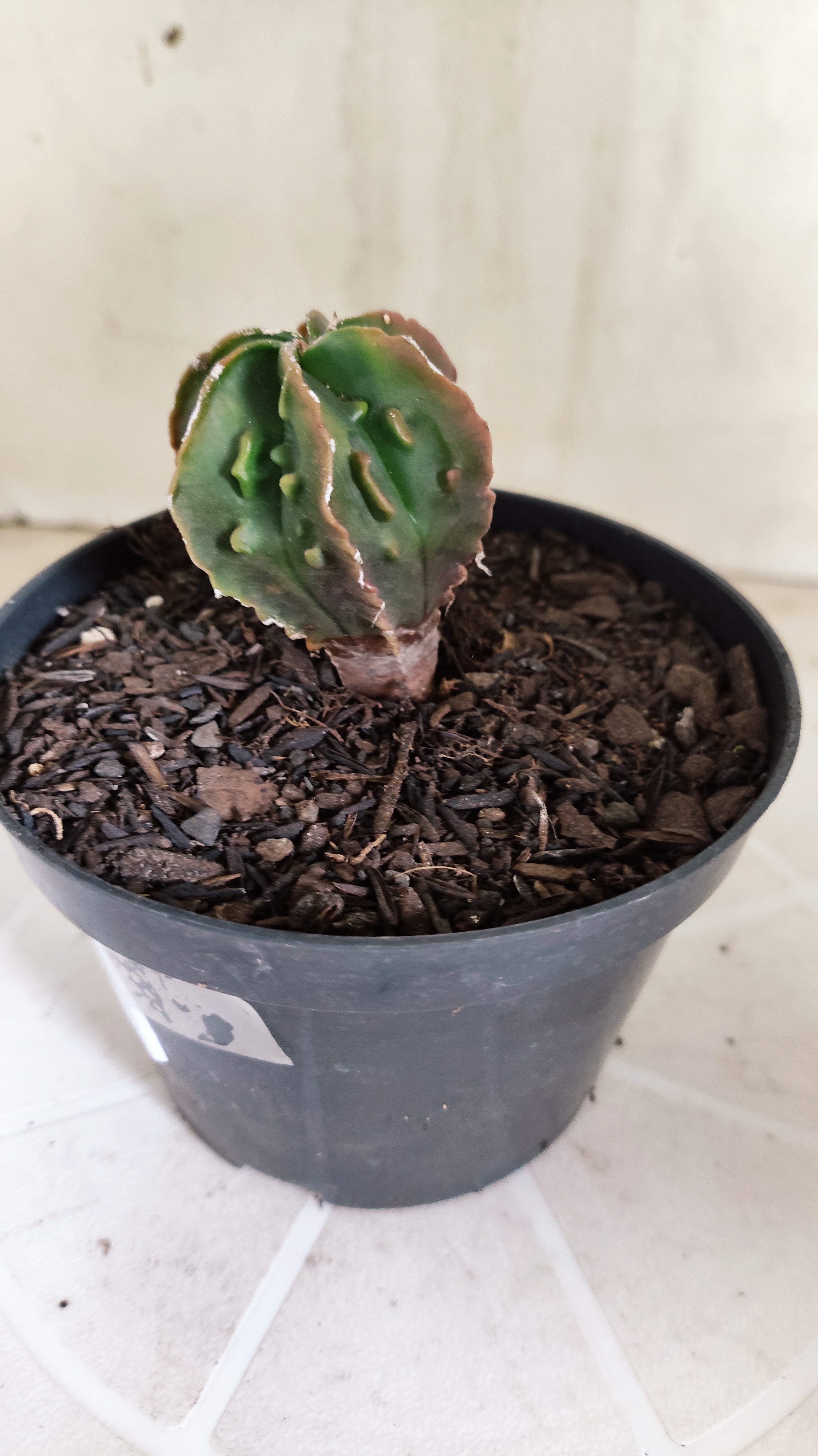 ASTROPHYTUM Myriostigma FUKURYU  Nº 1694 – vaso 11