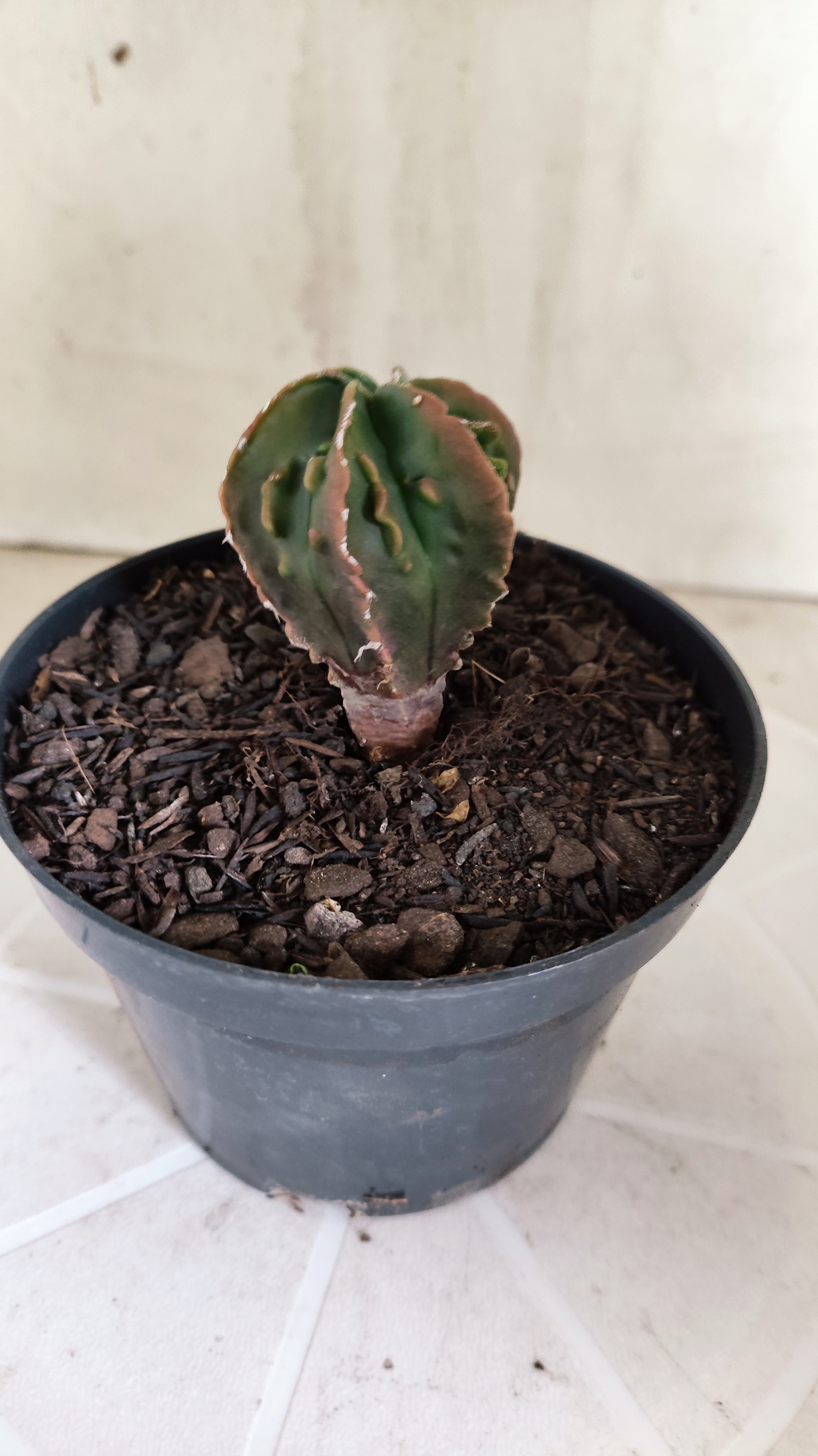 ASTROPHYTUM Myriostigma FUKURYU  Nº 1694 – vaso 11