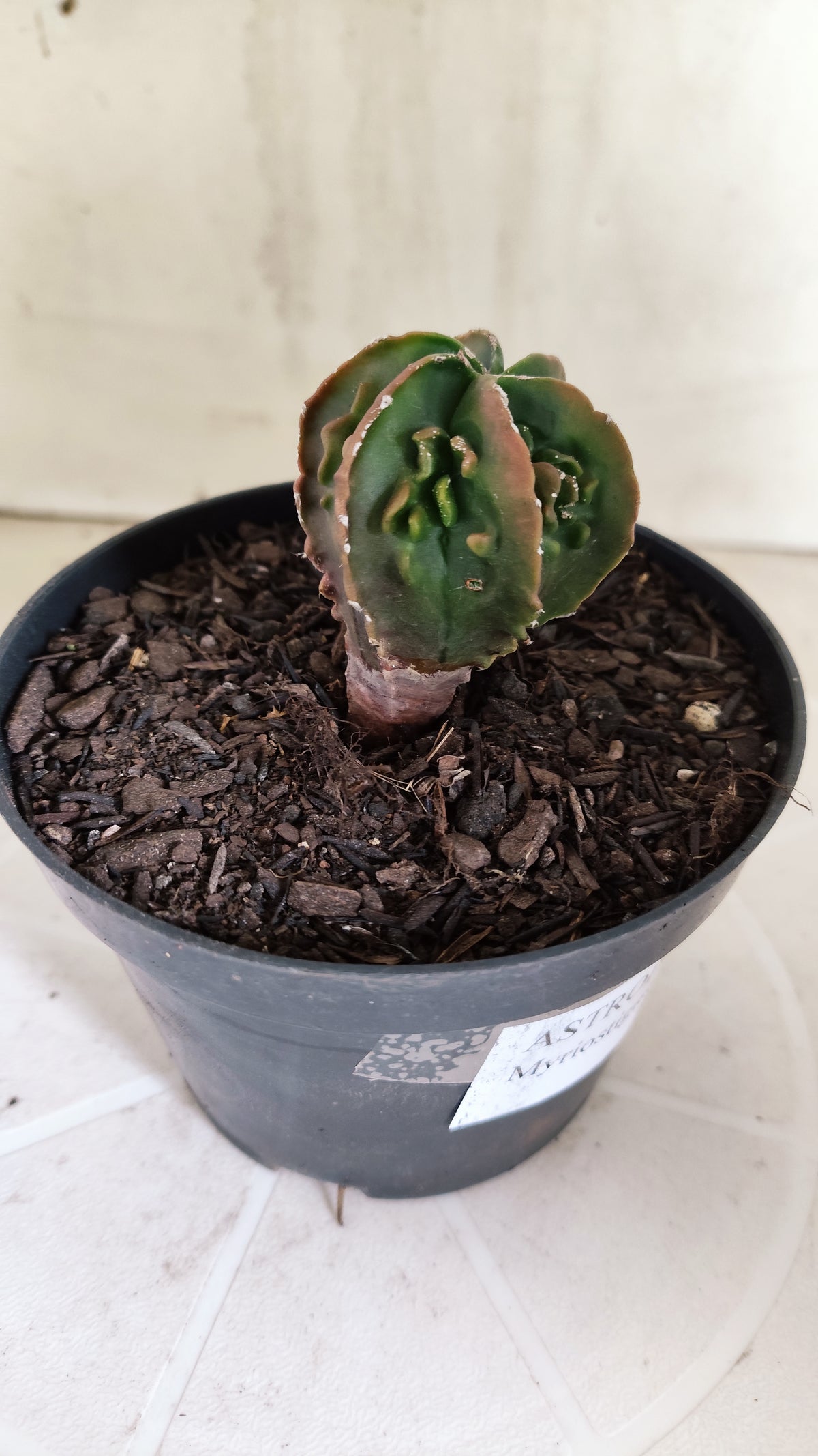 ASTROPHYTUM Myriostigma FUKURYU  Nº 1694 – vaso 11