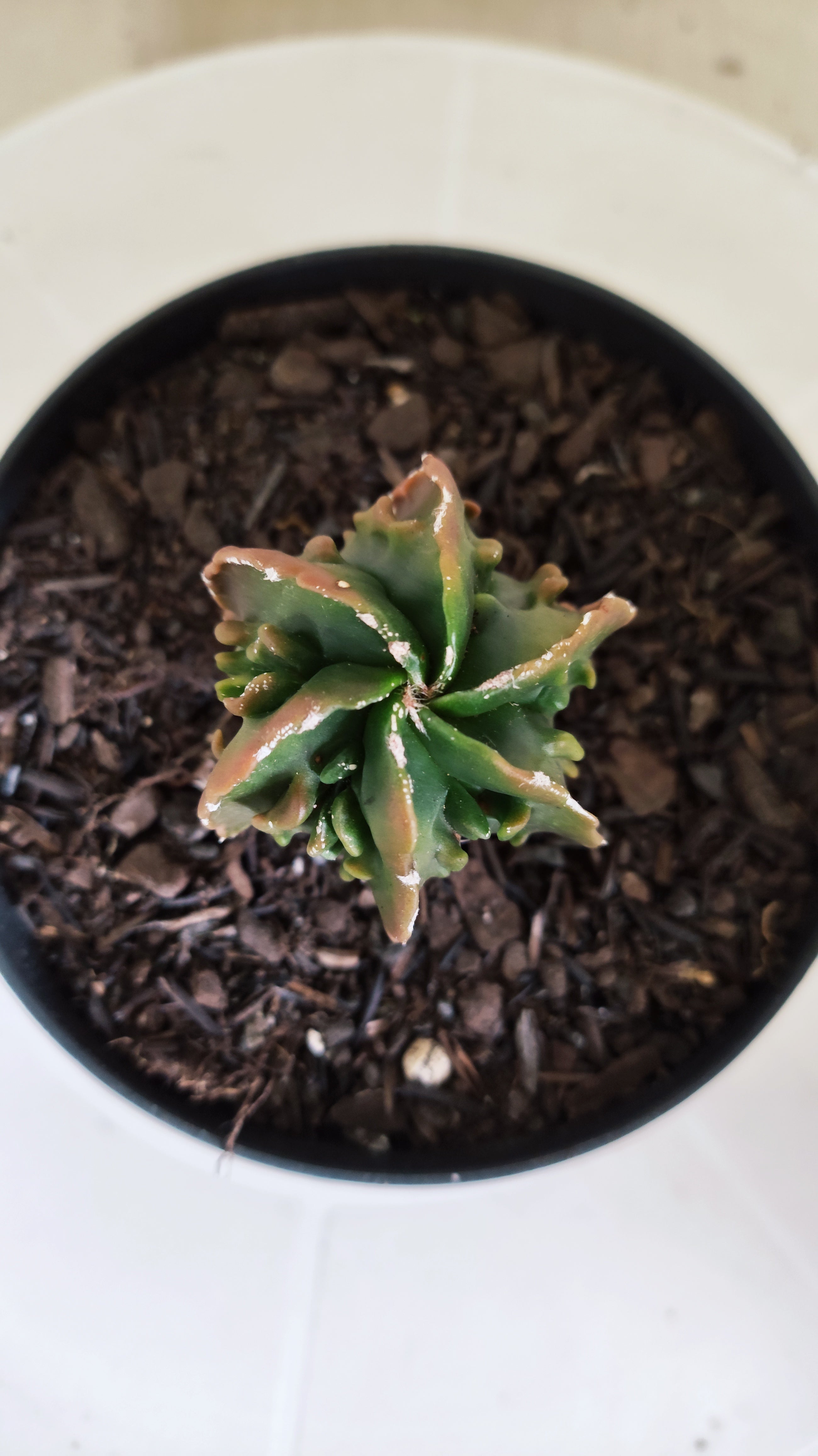 ASTROPHYTUM Myriostigma FUKURYU  Nº 1694 – vaso 11