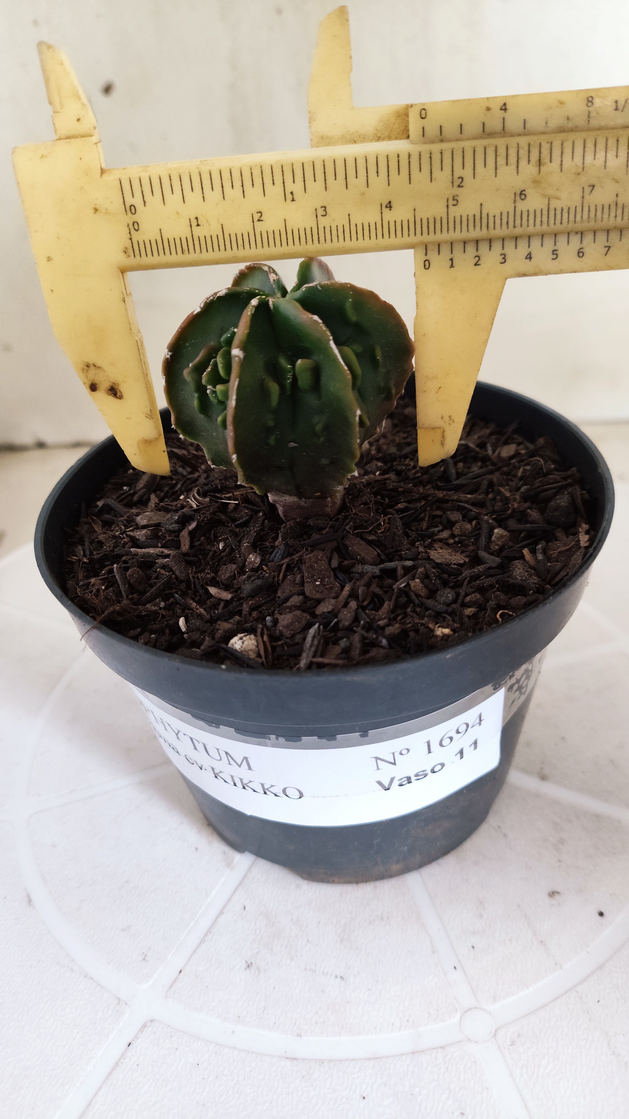 ASTROPHYTUM Myriostigma FUKURYU  Nº 1694 – vaso 11