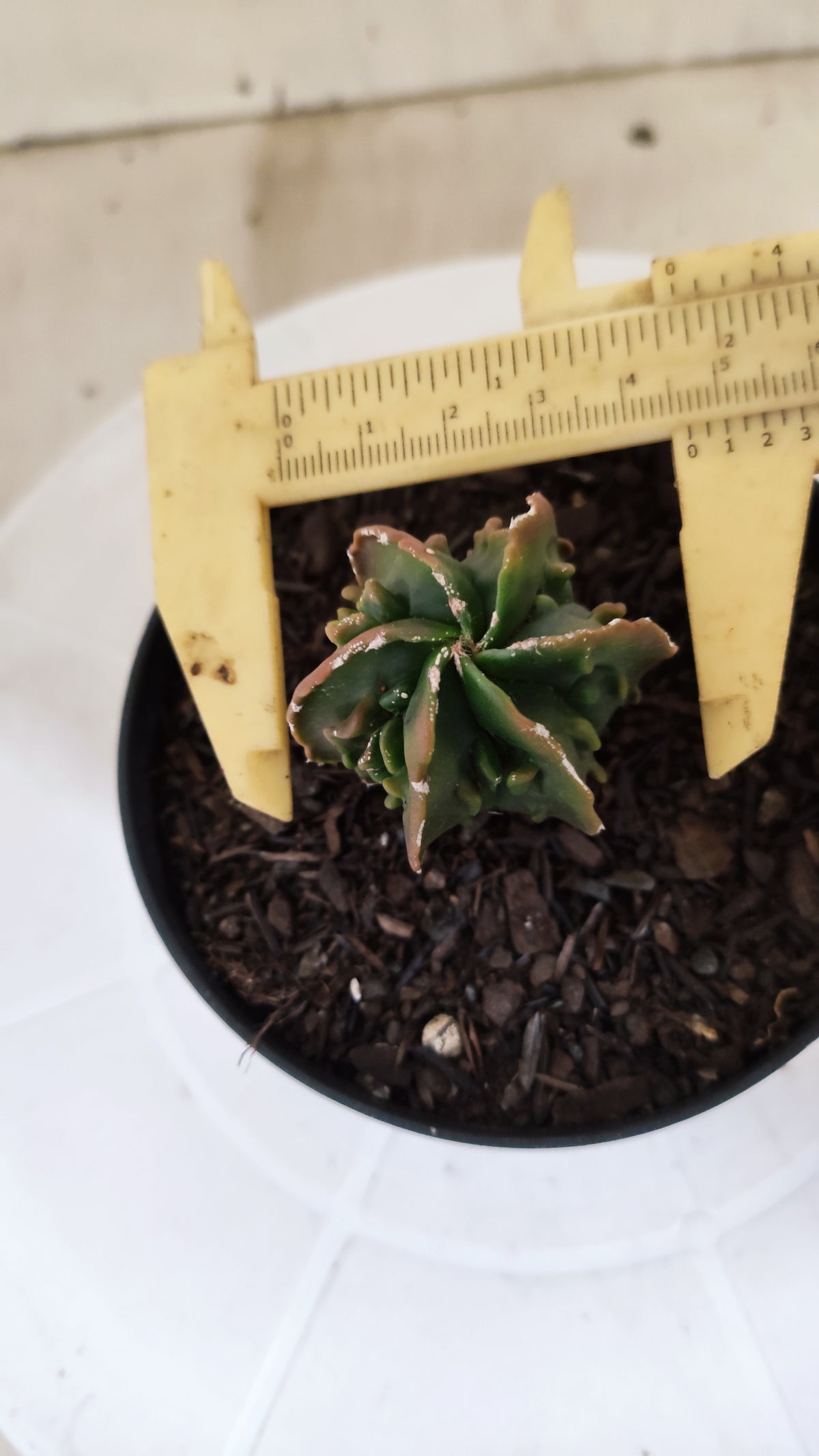ASTROPHYTUM Myriostigma FUKURYU  Nº 1694 – vaso 11