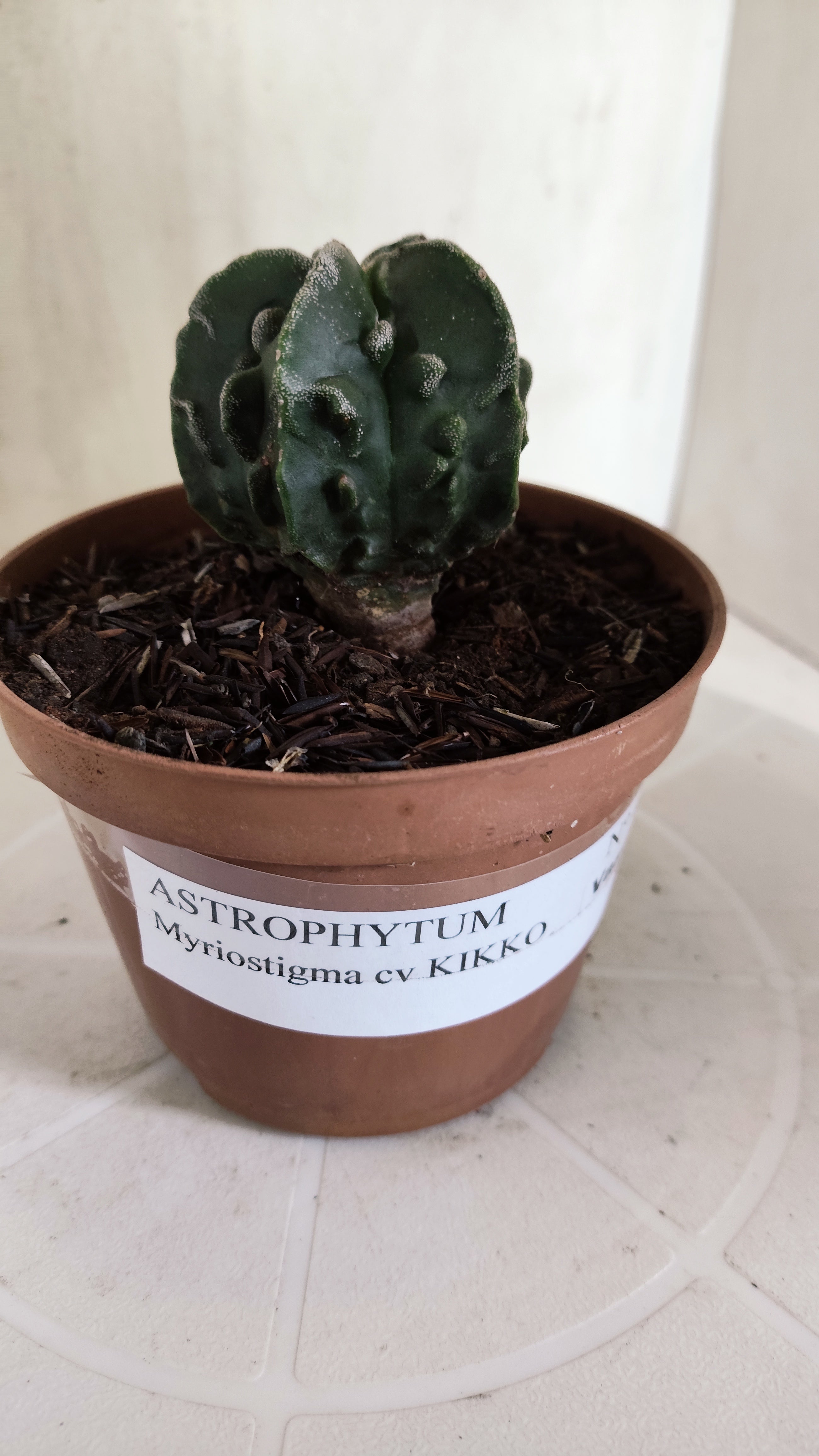 ASTROPHYTUM Myriostigma FUKURYU  Nº 1695 – vaso 11