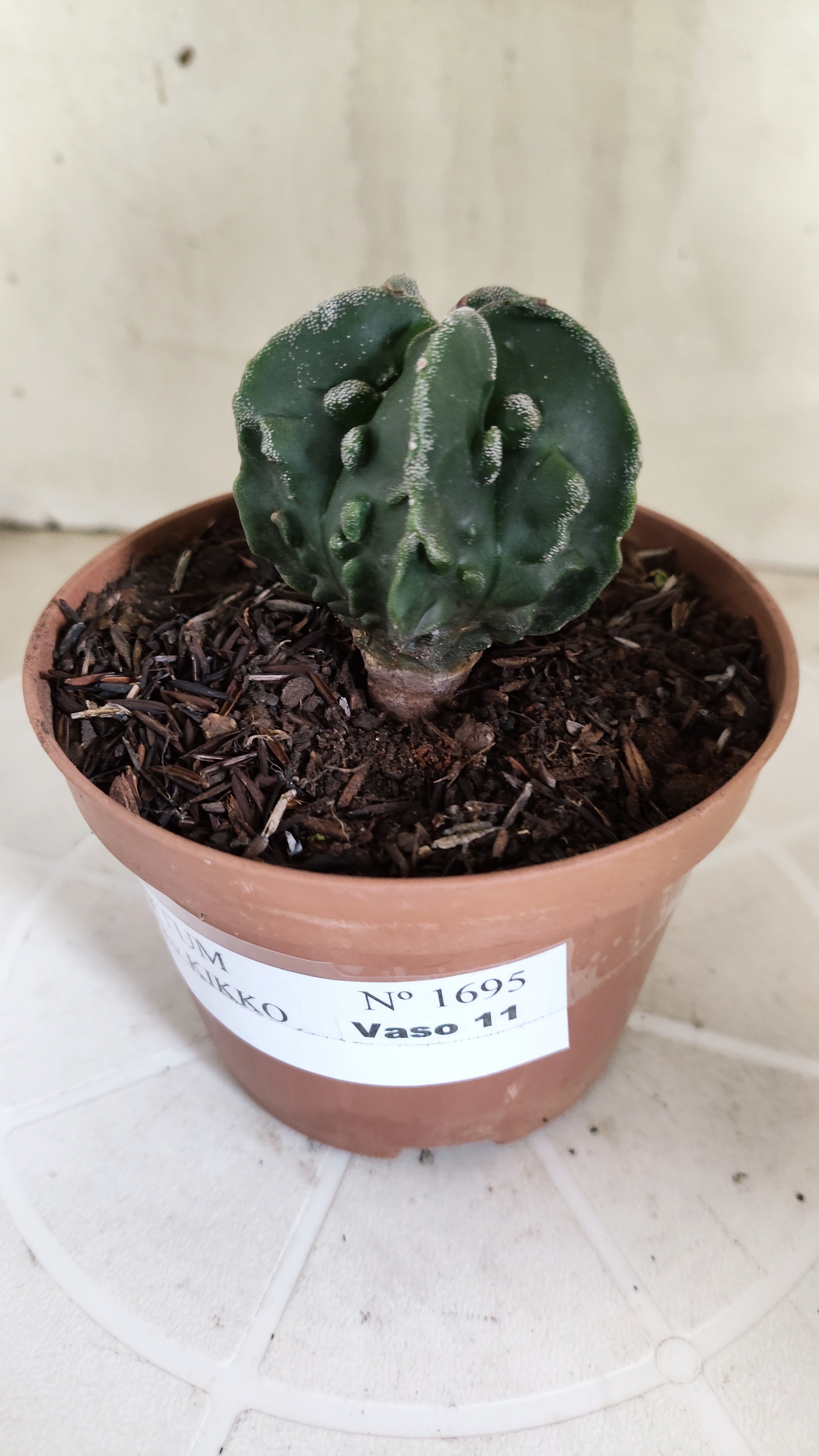 ASTROPHYTUM Myriostigma FUKURYU  Nº 1695 – vaso 11