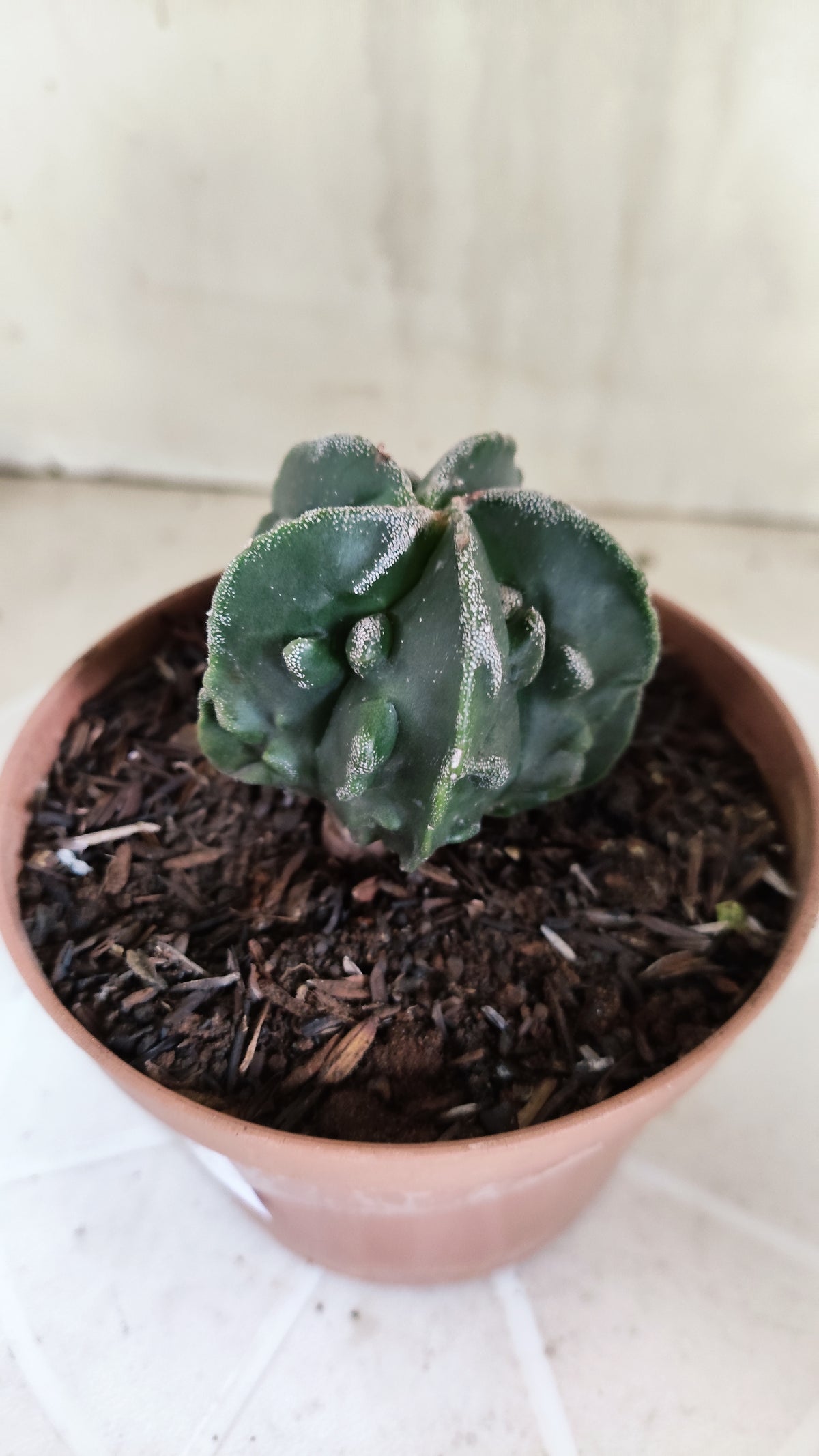 ASTROPHYTUM Myriostigma FUKURYU  Nº 1695 – vaso 11