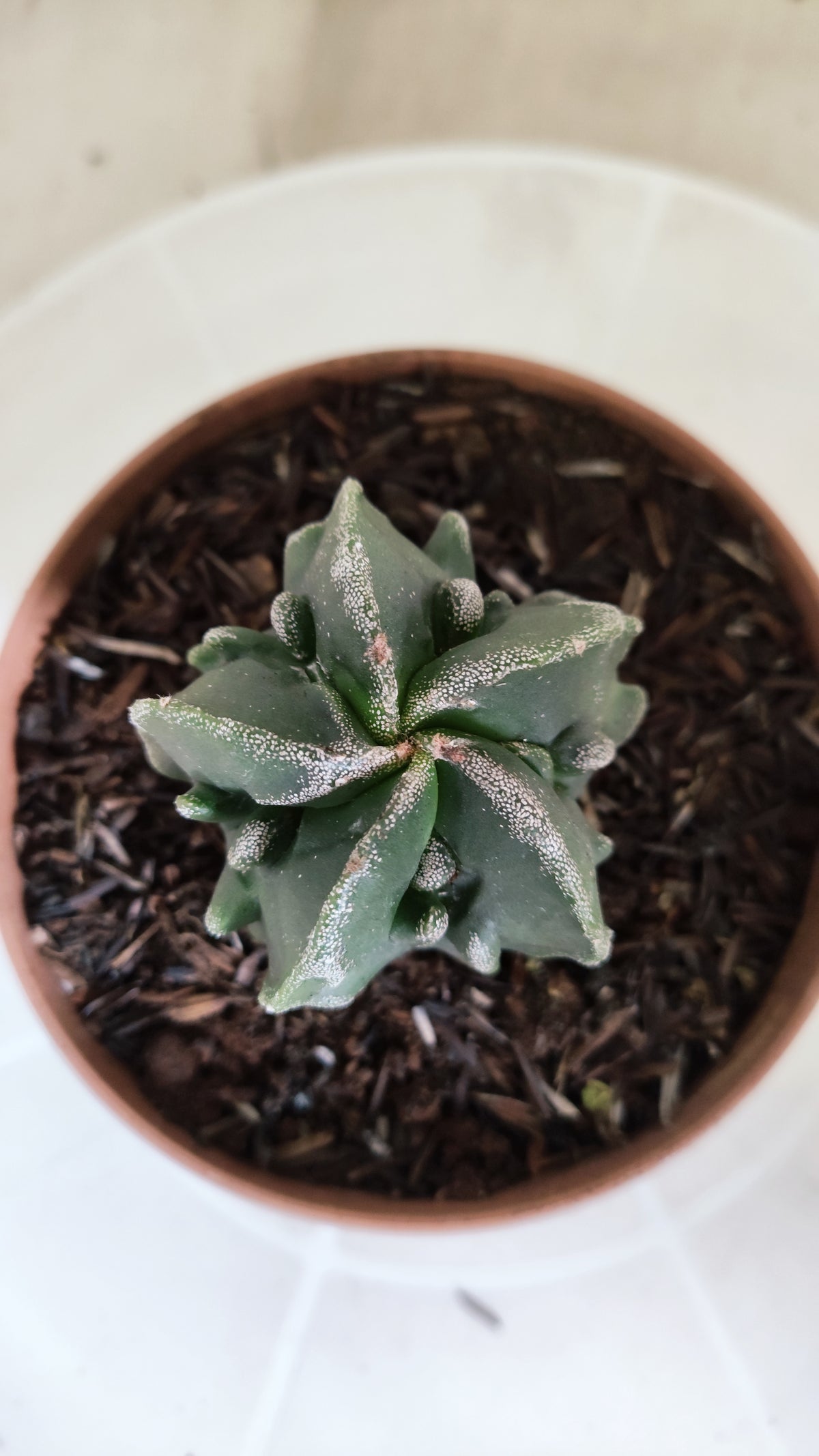 ASTROPHYTUM Myriostigma FUKURYU  Nº 1695 – vaso 11