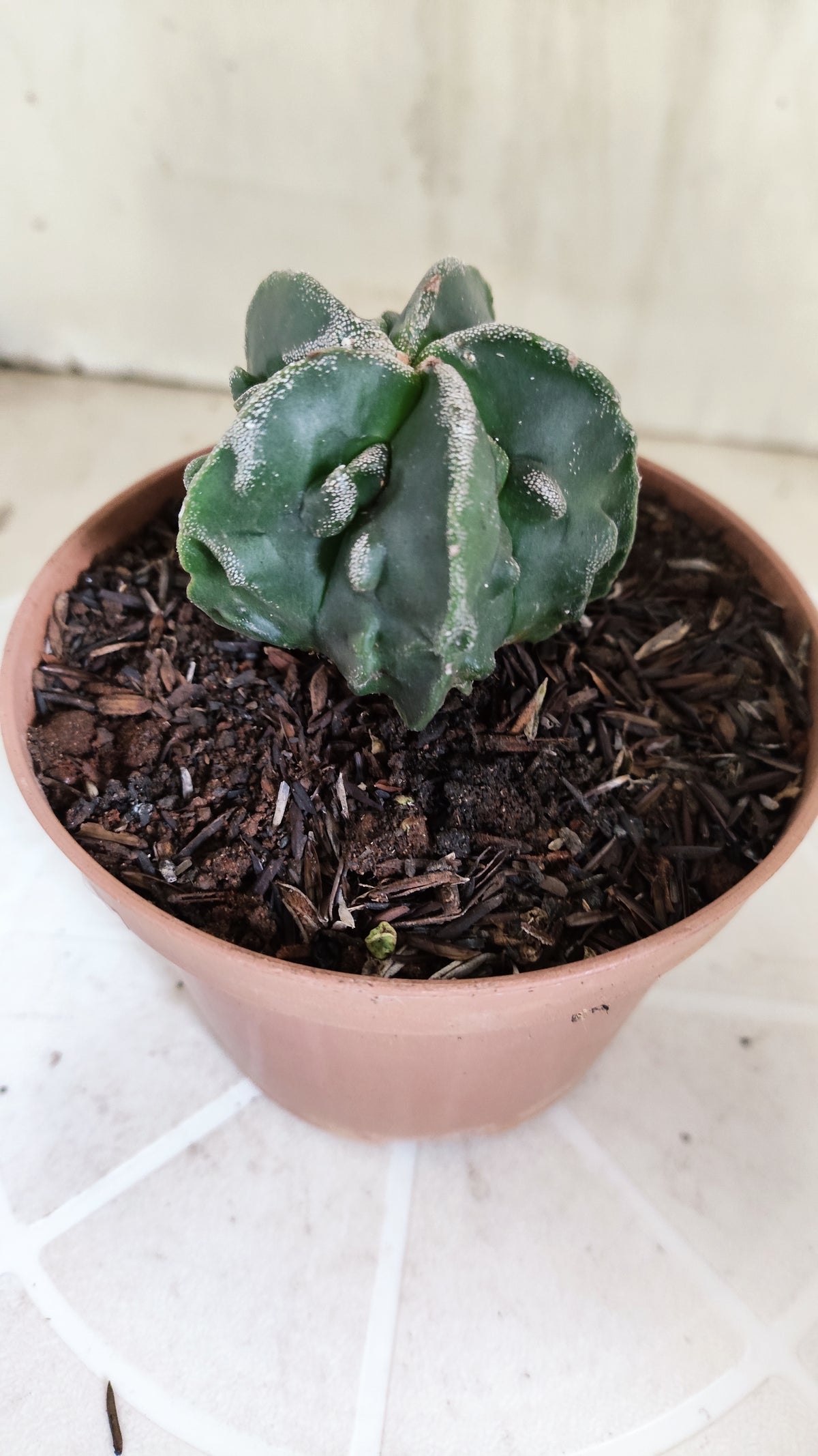 ASTROPHYTUM Myriostigma FUKURYU  Nº 1695 – vaso 11