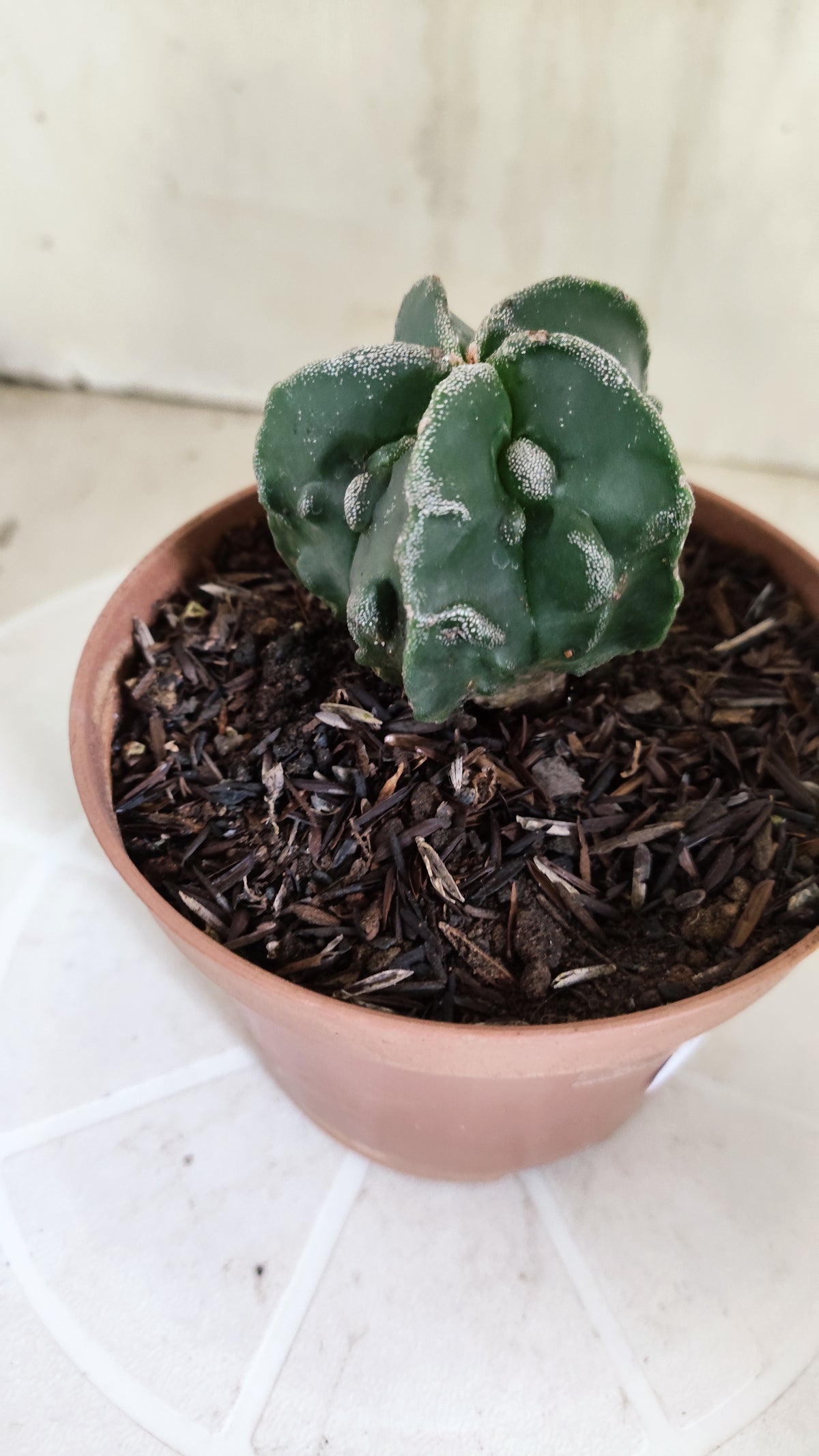 ASTROPHYTUM Myriostigma FUKURYU  Nº 1695 – vaso 11
