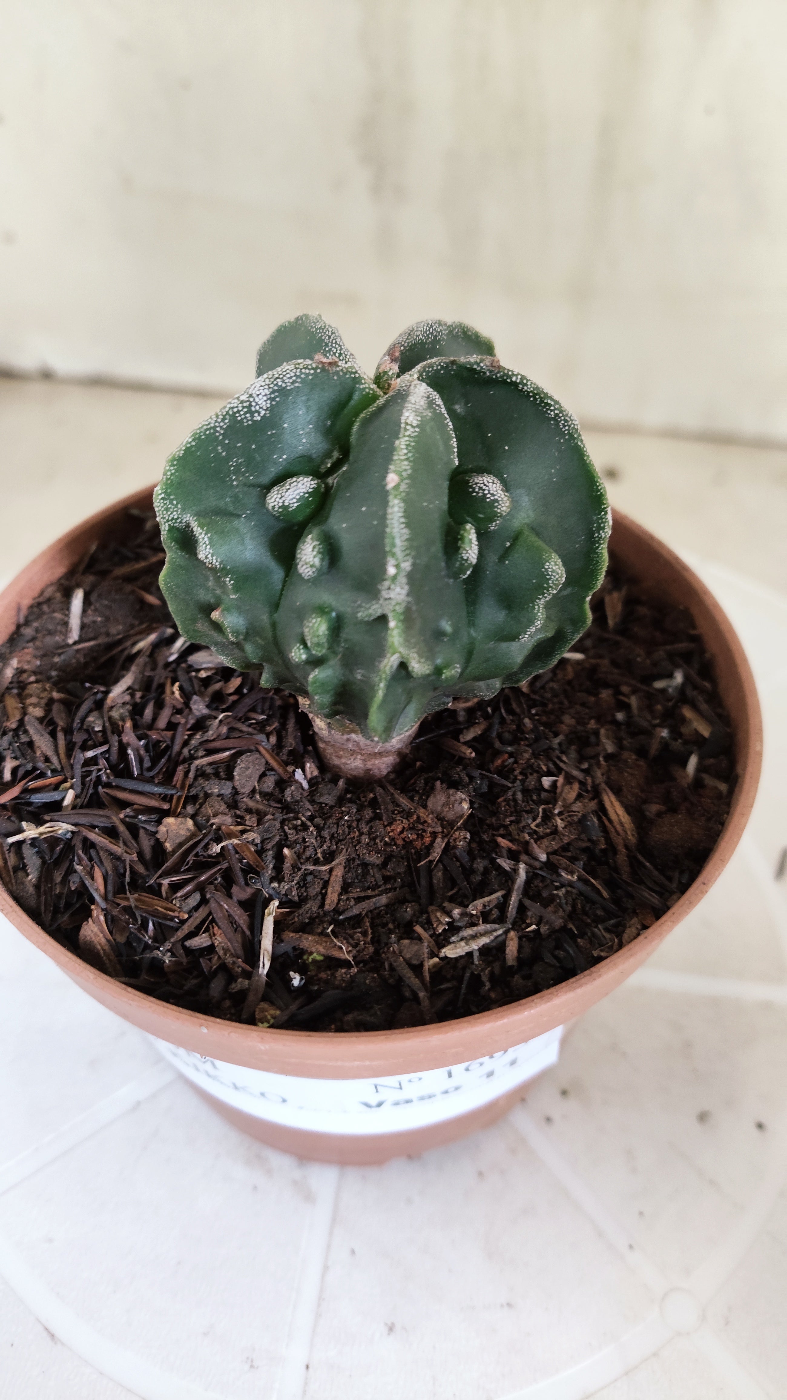 ASTROPHYTUM Myriostigma FUKURYU  Nº 1695 – vaso 11
