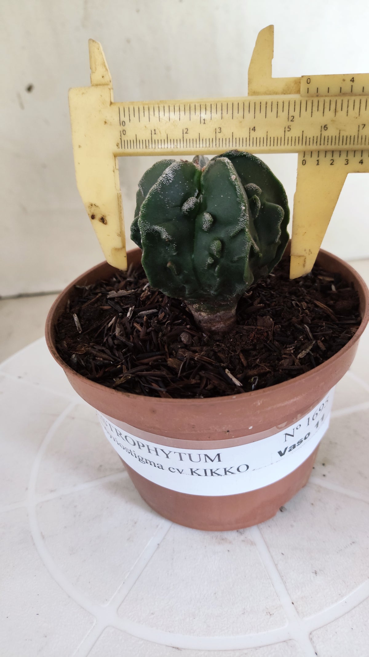 ASTROPHYTUM Myriostigma FUKURYU  Nº 1695 – vaso 11