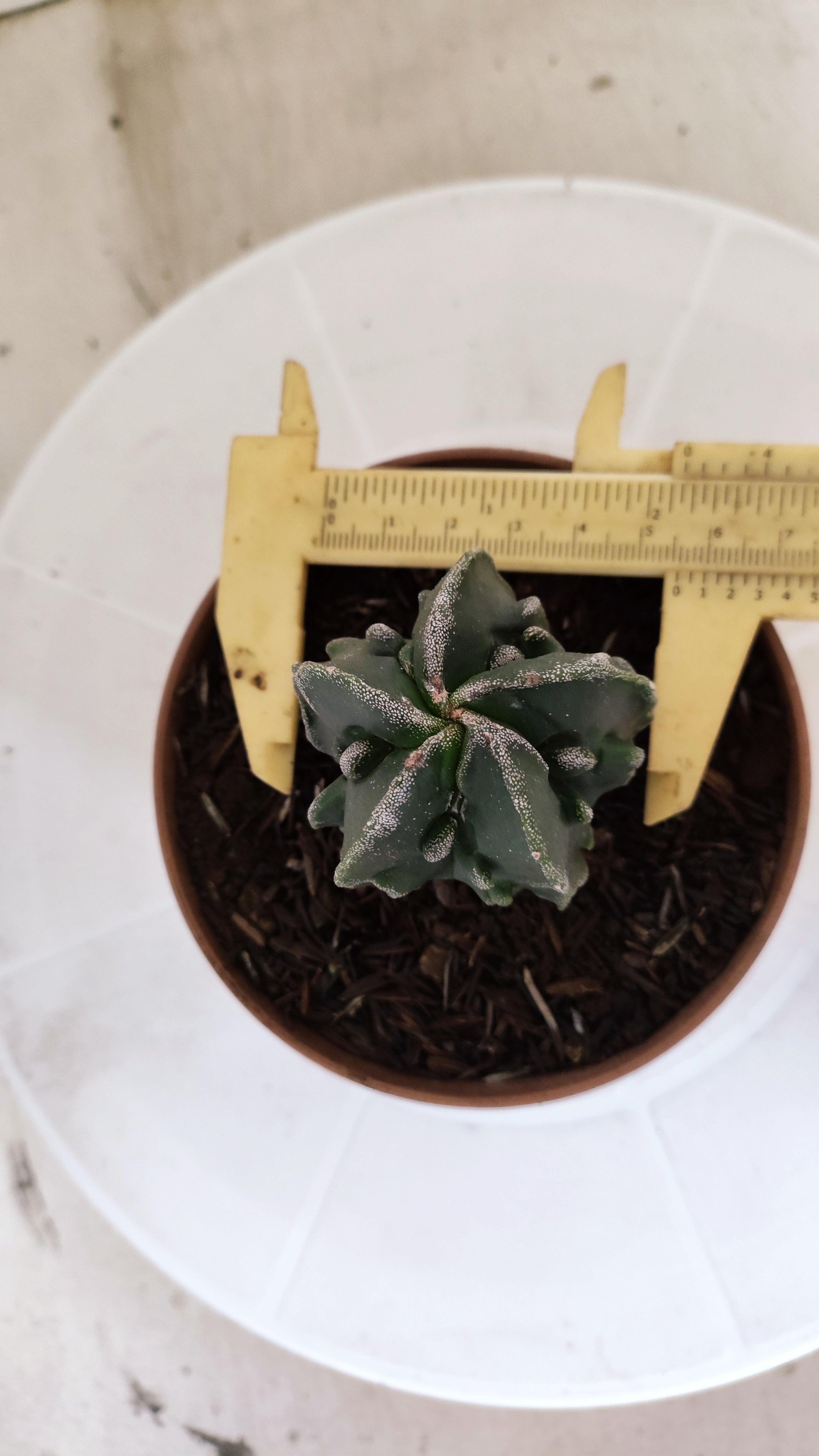 ASTROPHYTUM Myriostigma FUKURYU  Nº 1695 – vaso 11