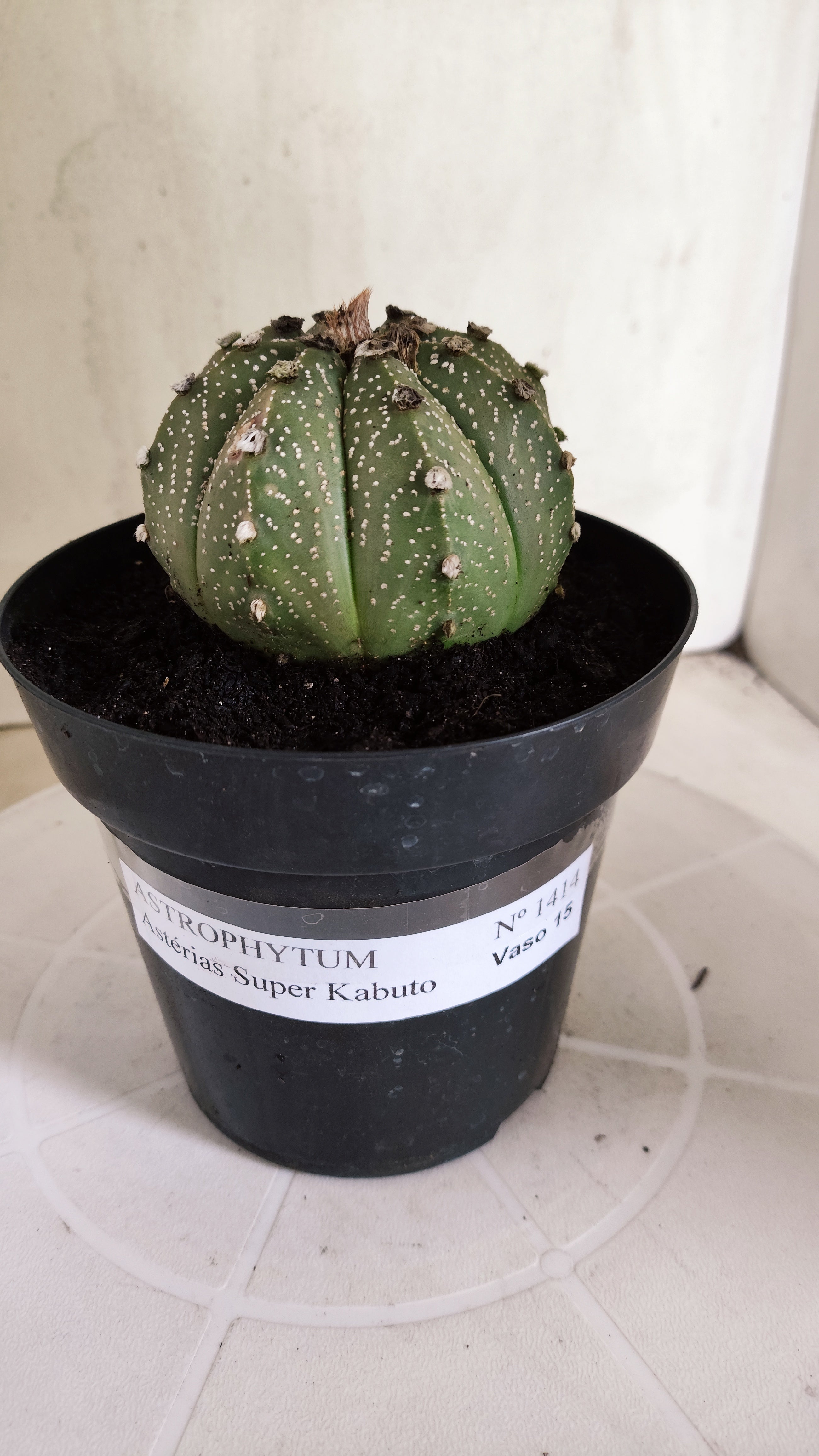 ASTROPHYTUM ASTERIAS SUPER KABUTO Nº 1414 – vaso 15