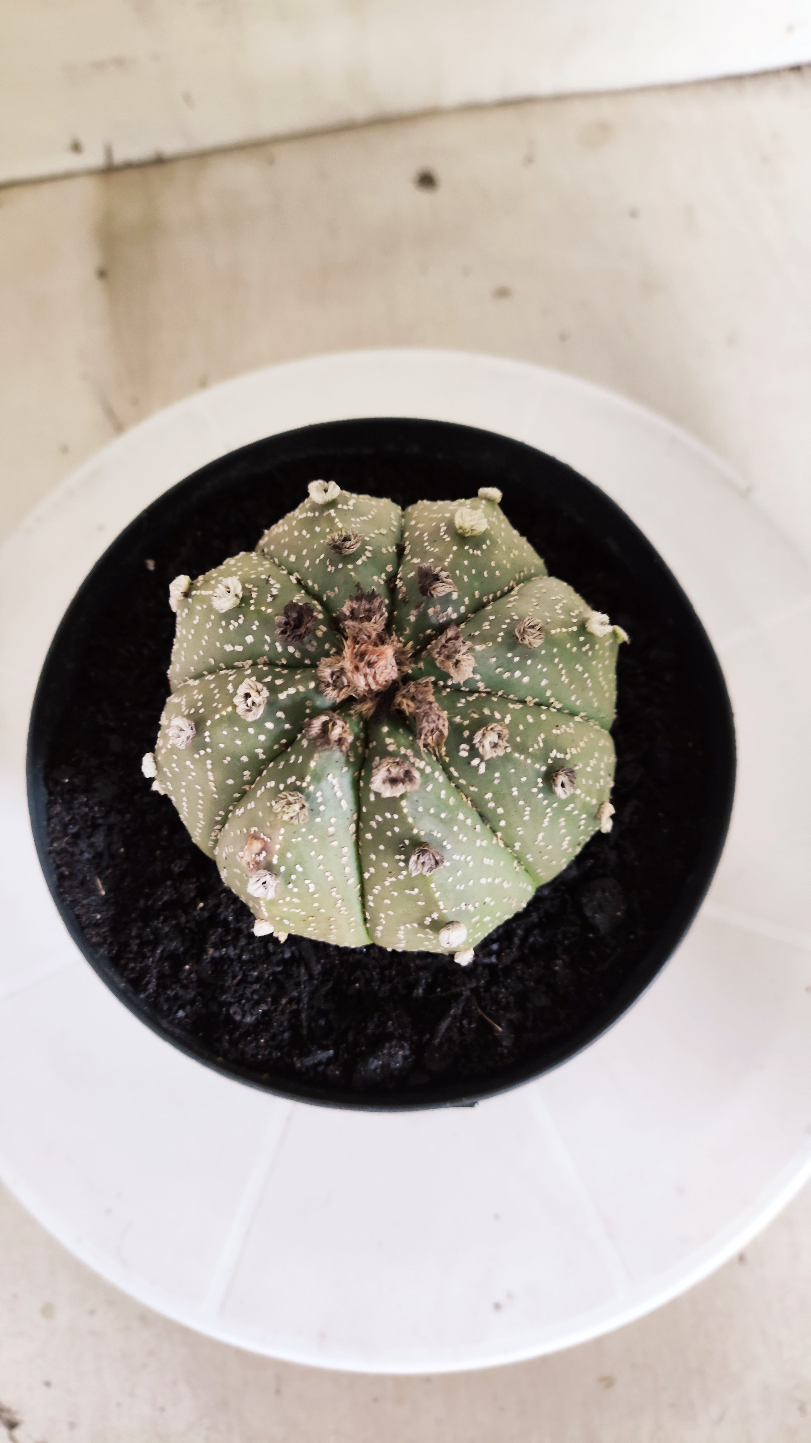 ASTROPHYTUM ASTERIAS SUPER KABUTO Nº 1414 – vaso 15