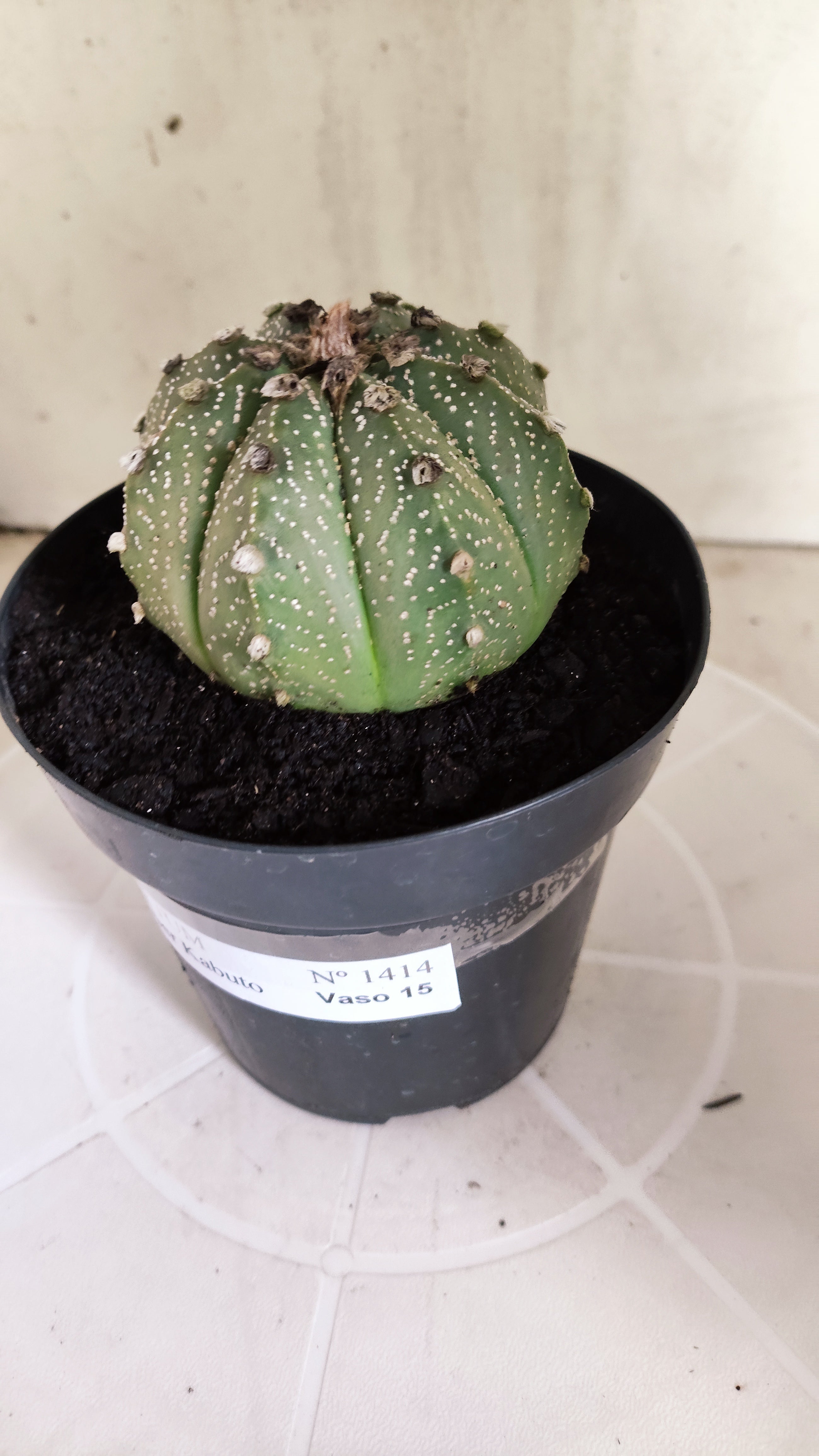 ASTROPHYTUM ASTERIAS SUPER KABUTO Nº 1414 – vaso 15