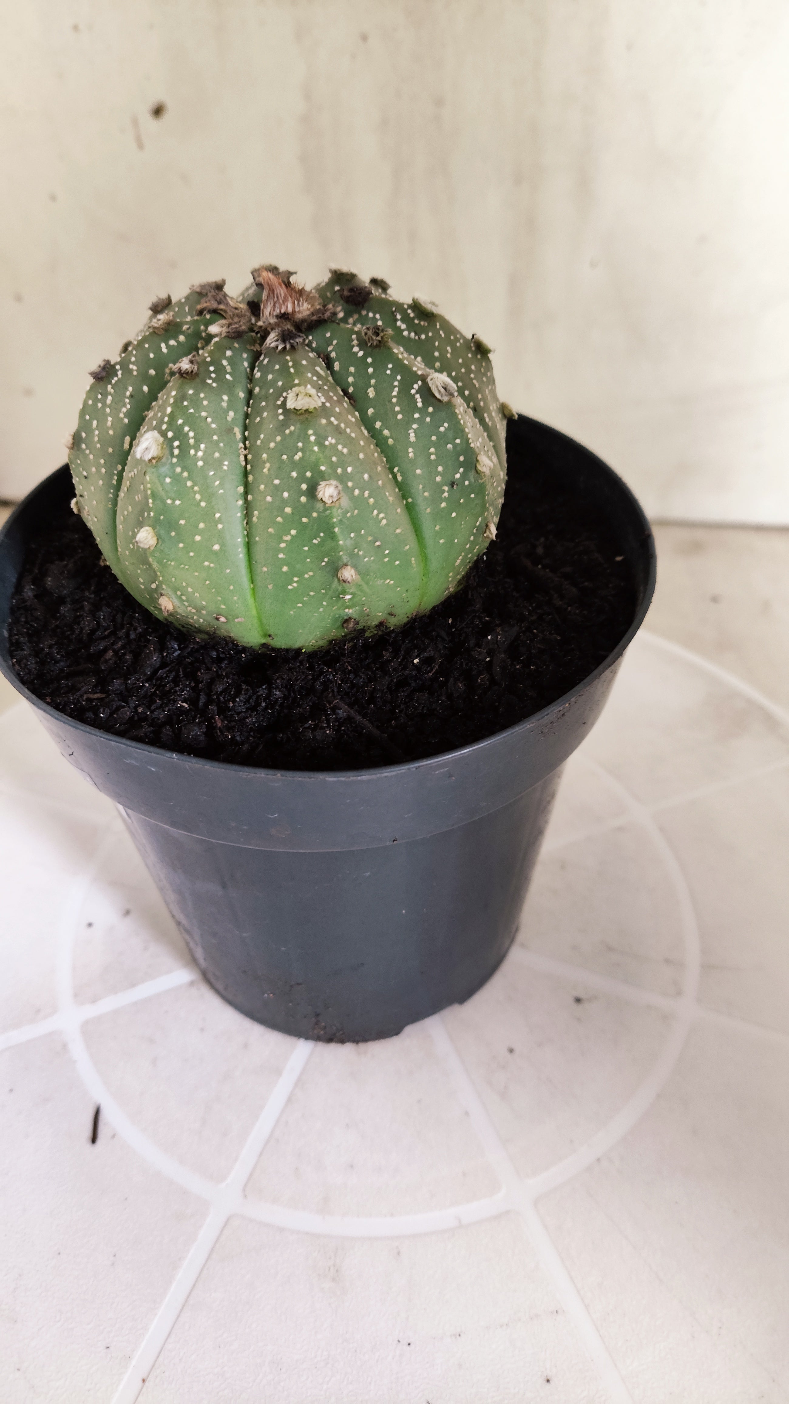 ASTROPHYTUM ASTERIAS SUPER KABUTO Nº 1414 – vaso 15