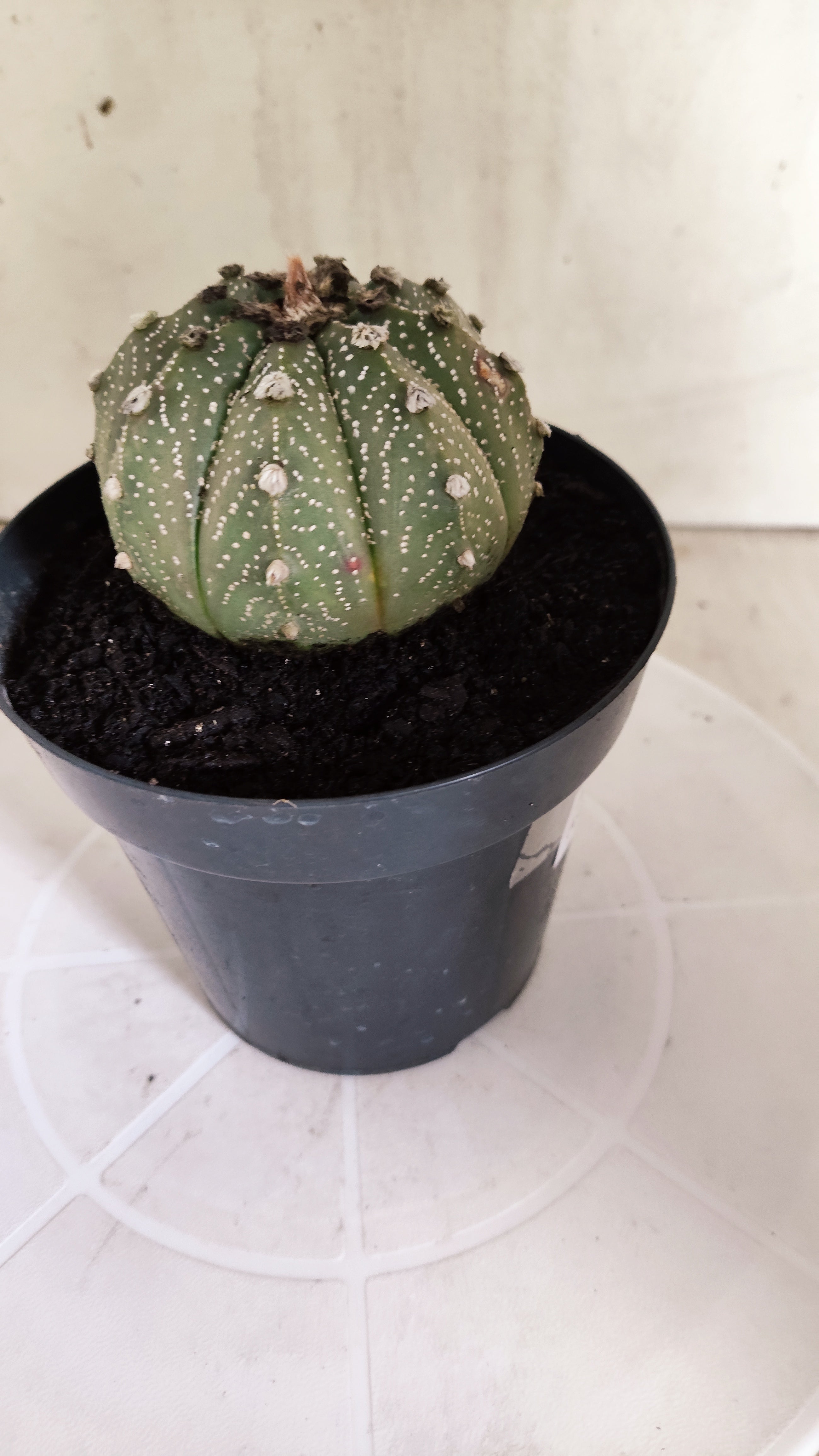 ASTROPHYTUM ASTERIAS SUPER KABUTO Nº 1414 – vaso 15