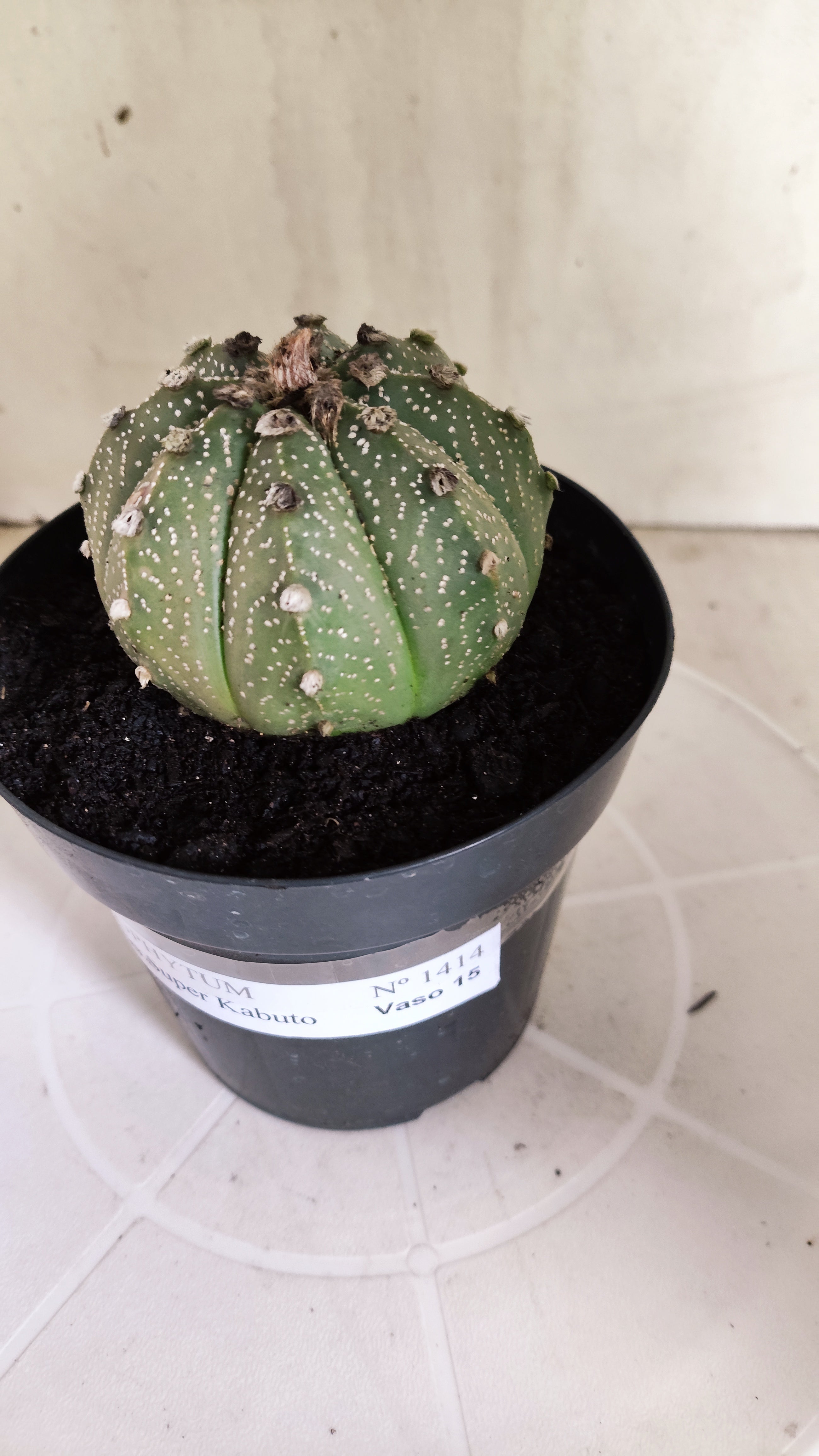 ASTROPHYTUM ASTERIAS SUPER KABUTO Nº 1414 – vaso 15