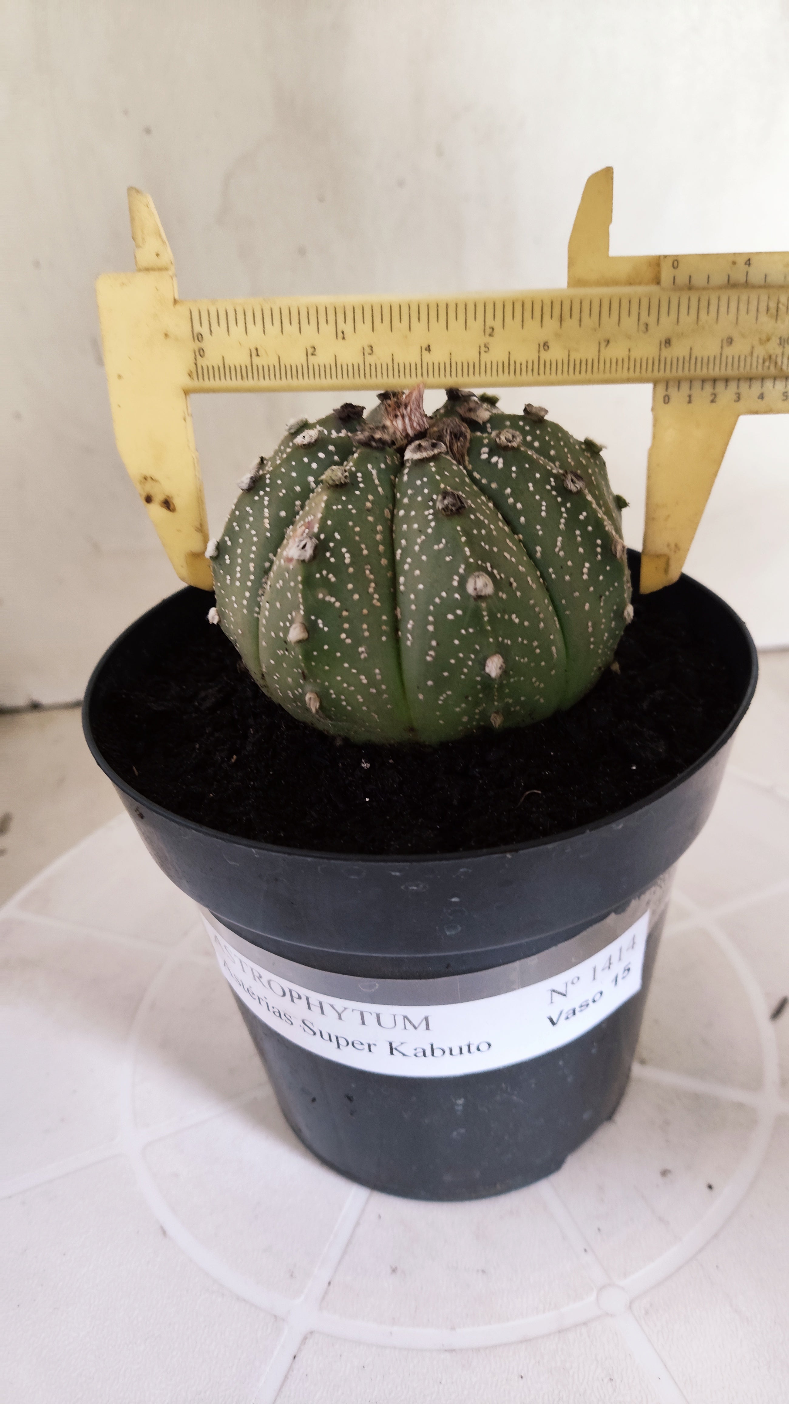 ASTROPHYTUM ASTERIAS SUPER KABUTO Nº 1414 – vaso 15